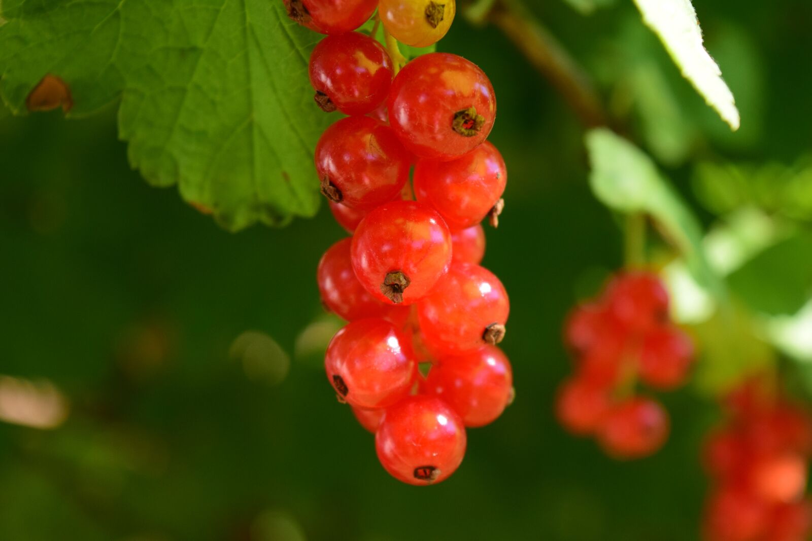 Nikon D3300 sample photo. Currants, close up, plant photography