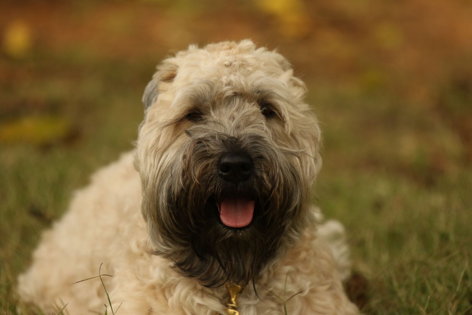 Canon EOS 7D Mark II sample photo. Dog, terrier, portrait photography