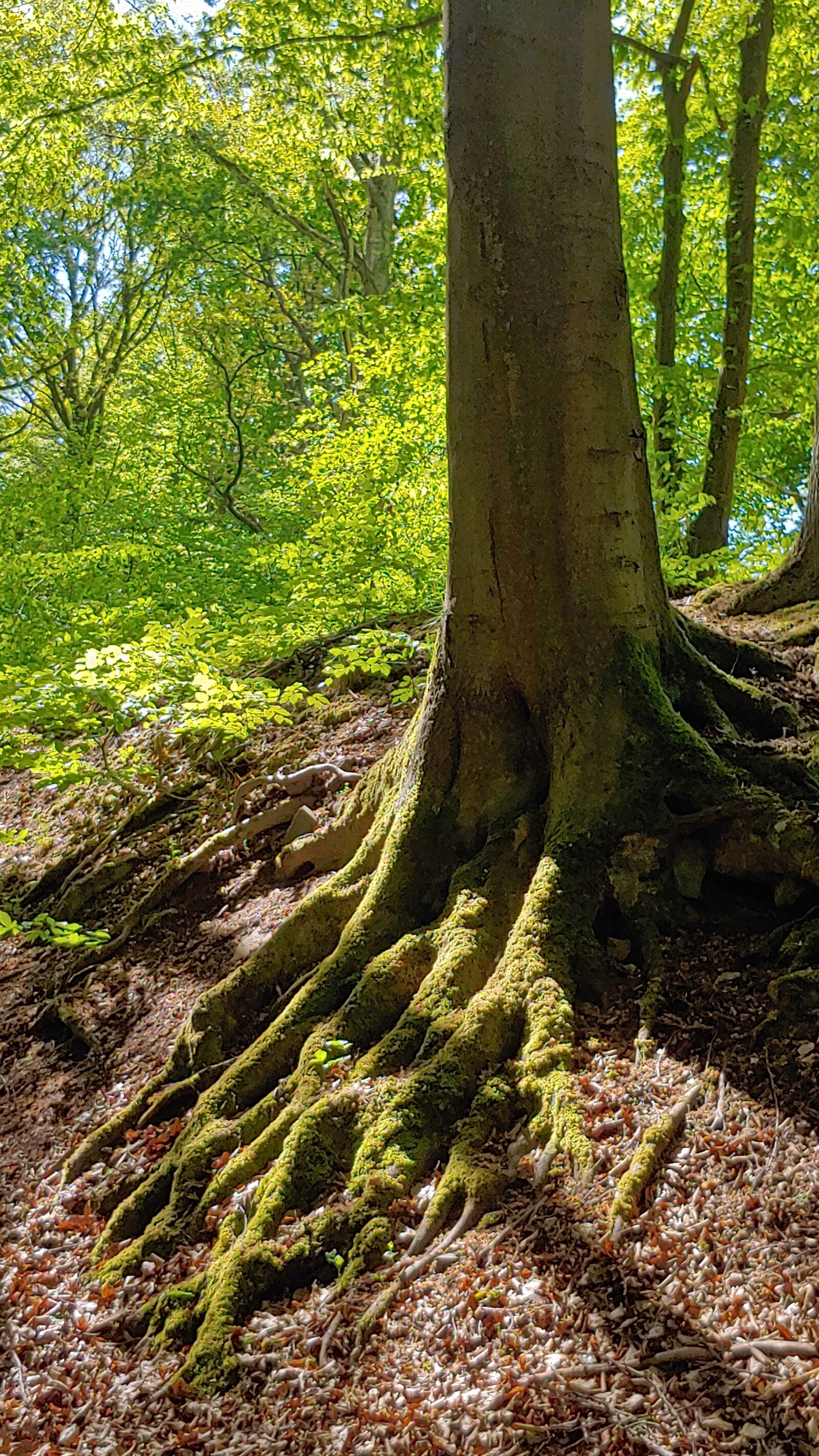 LG G7 THINQ sample photo. Tree, forest, root photography