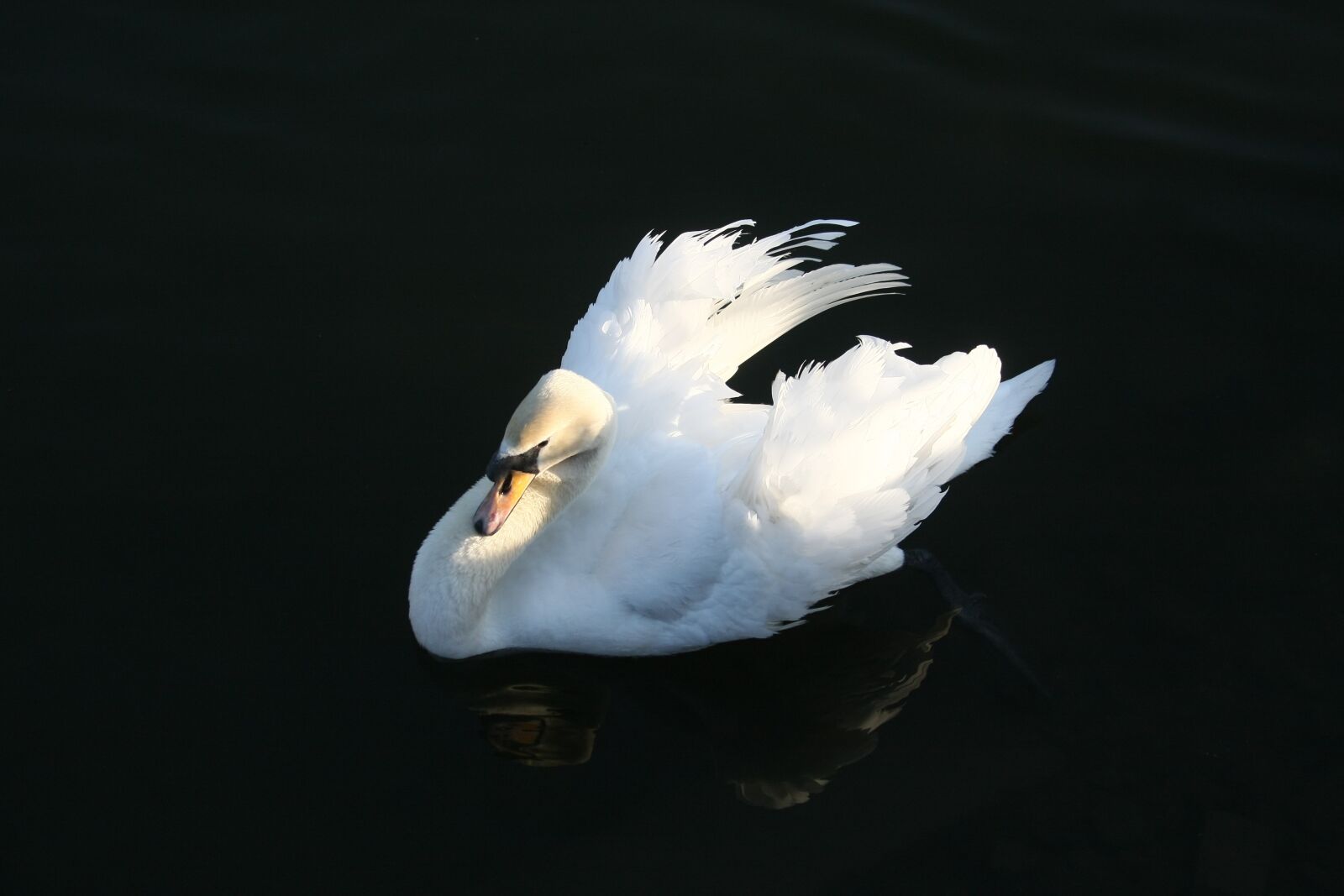 Canon EOS 40D sample photo. Swan, bird, water photography