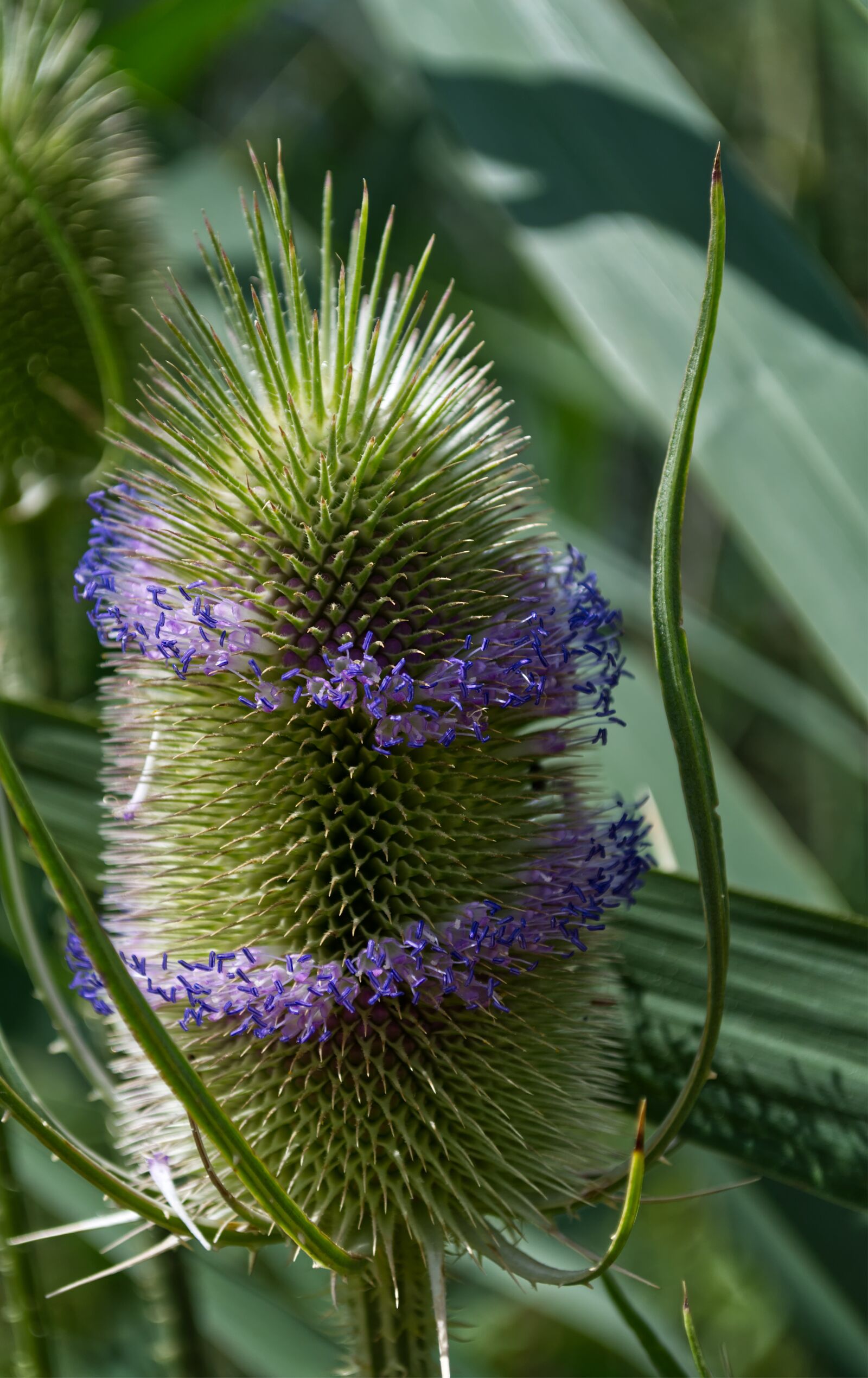 Nikon D5500 sample photo. Thistle, blossom, bloom photography