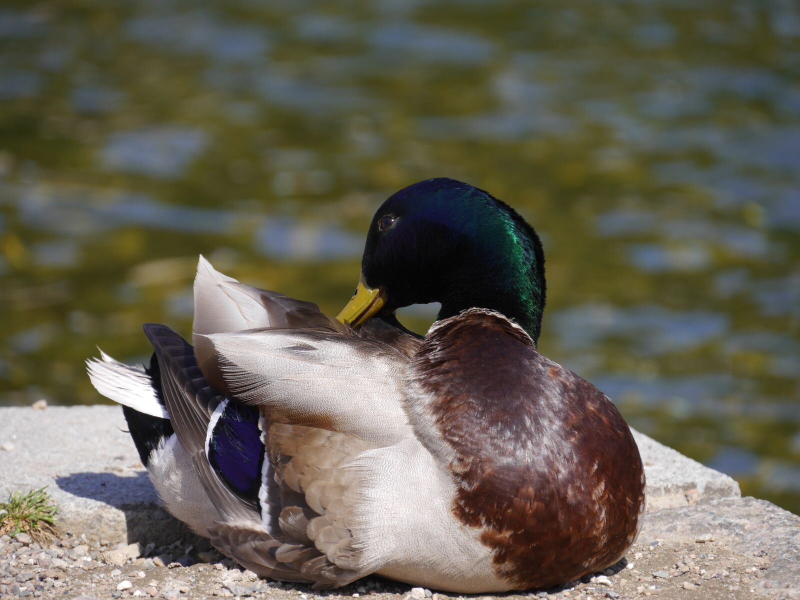 Panasonic Lumix DMC-G6 sample photo. Duck, bird, animal photography