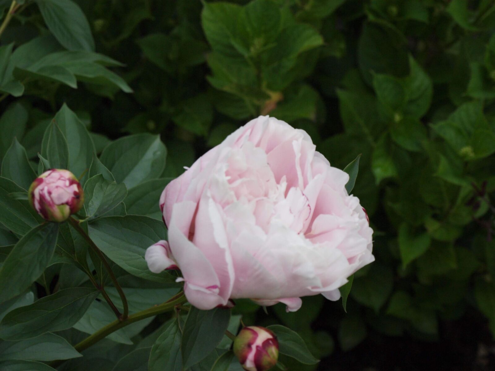 Olympus E-450 (EVOLT E-450) sample photo. Flower, rose, blossom photography