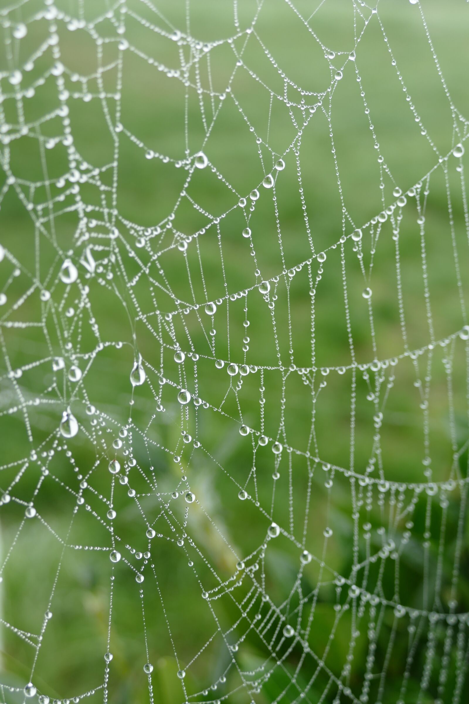 Panasonic Lumix DMC-FZ1000 sample photo. Spider web, web, spin photography
