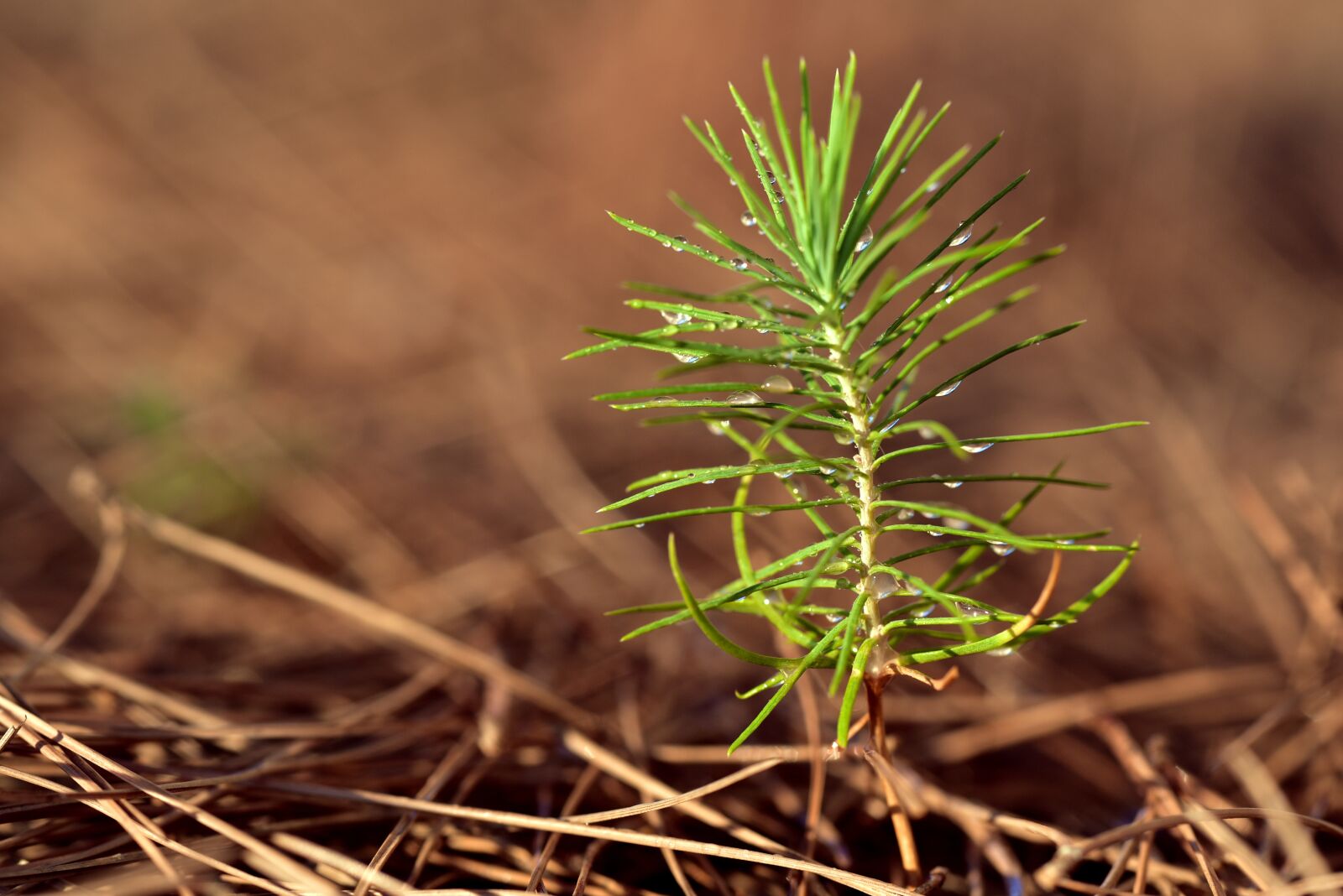 Nikon D750 sample photo. Pine, new, young photography