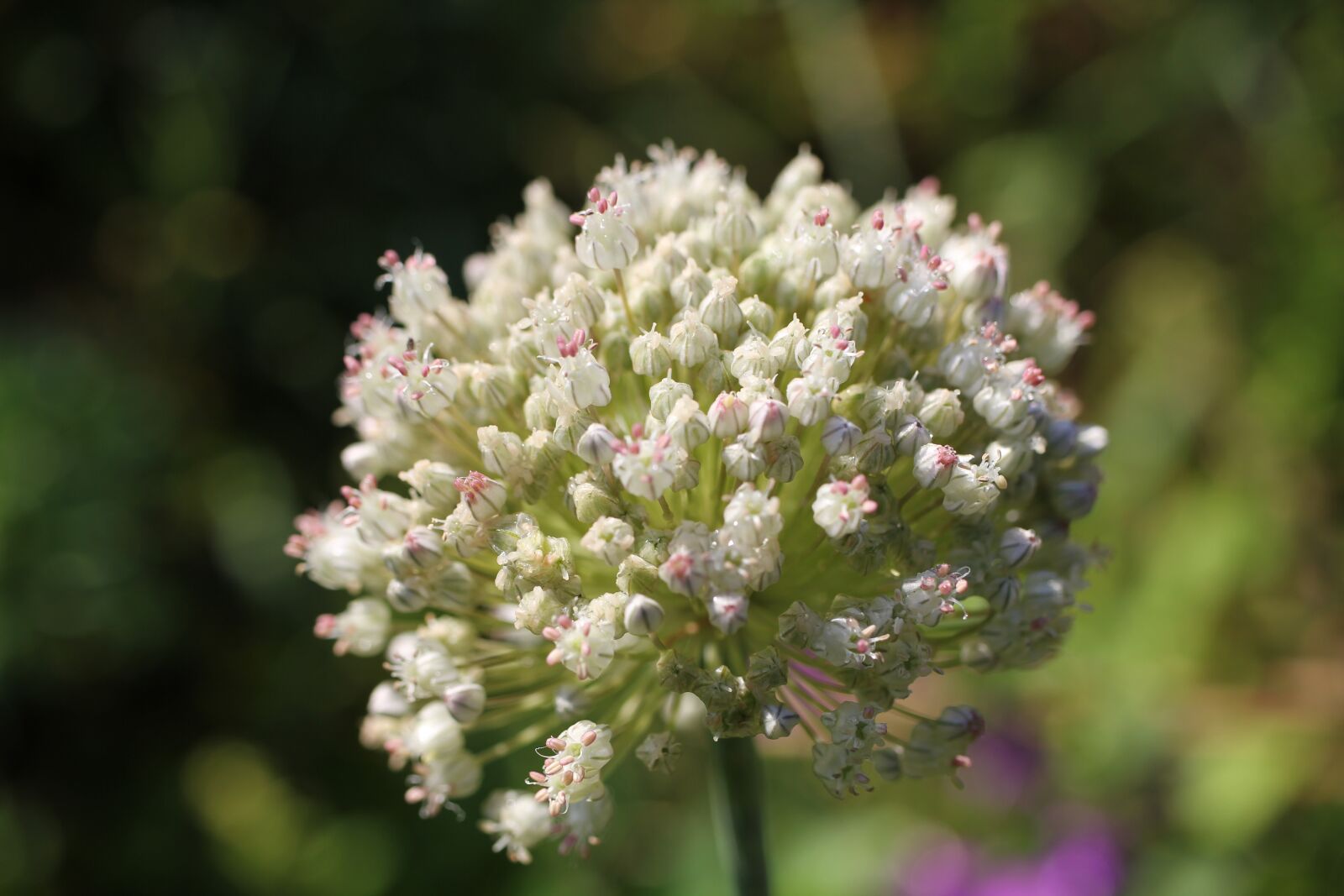 Canon EOS 550D (EOS Rebel T2i / EOS Kiss X4) sample photo. Onion, blossom, bloom photography