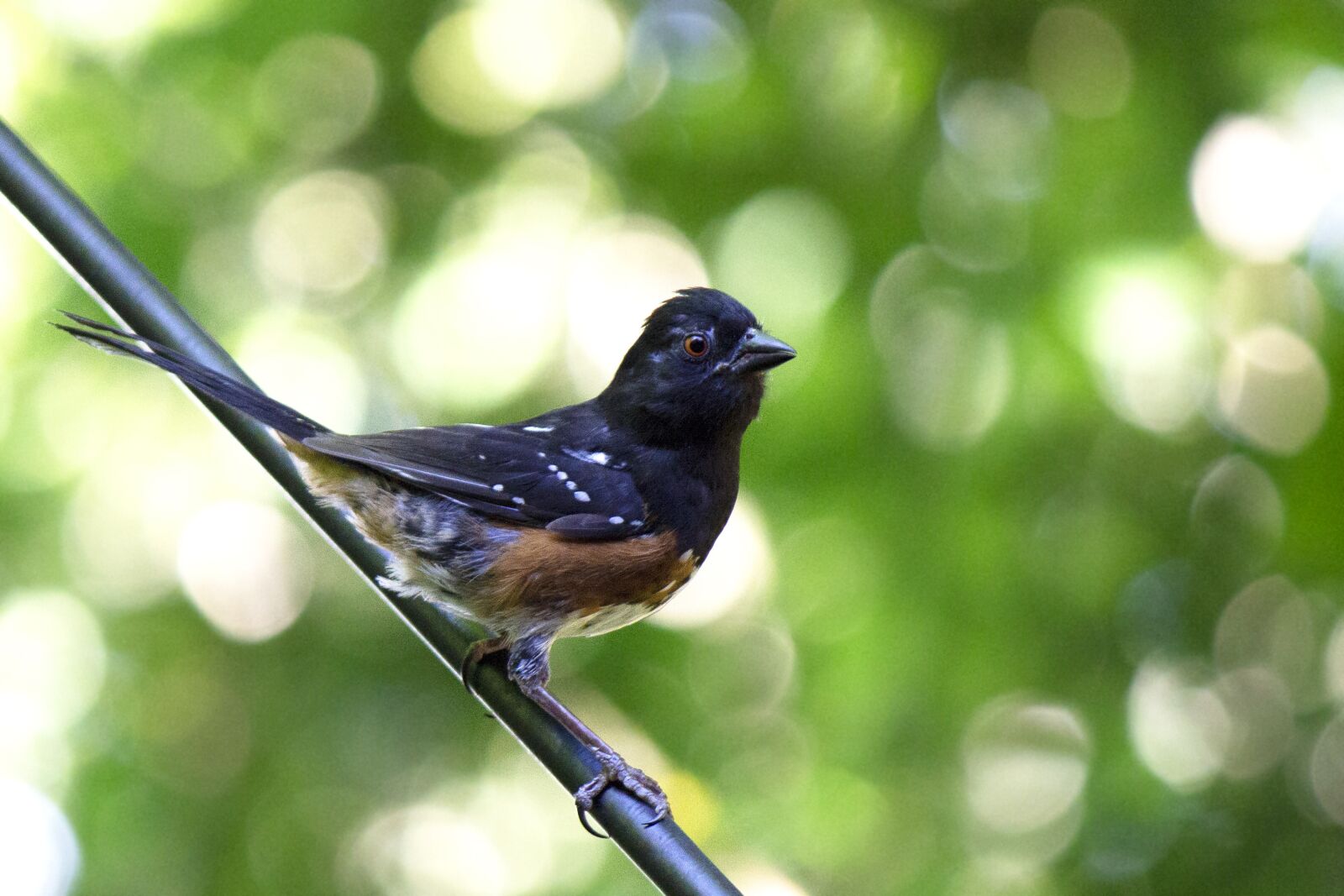 Canon EOS 600D (Rebel EOS T3i / EOS Kiss X5) sample photo. Towhee, bird, perched photography