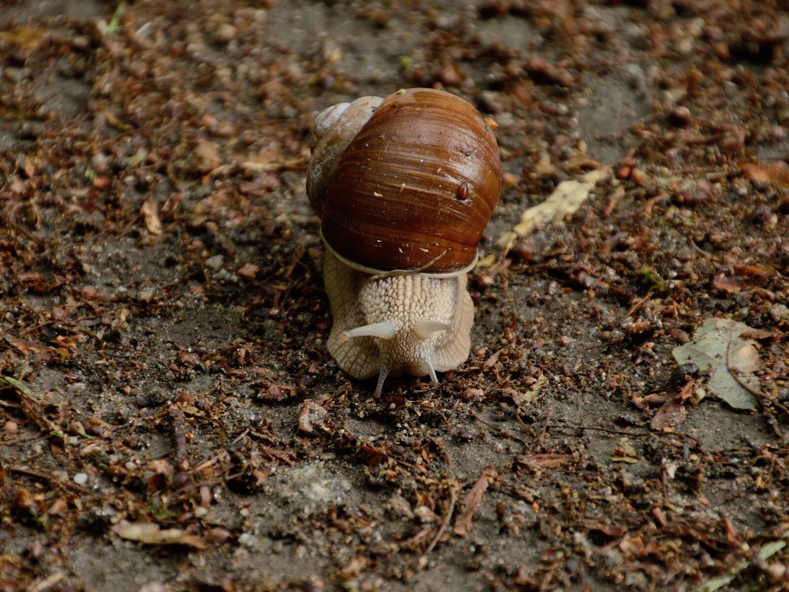 Nikon D7000 sample photo. Snail, land snail, mollusk photography