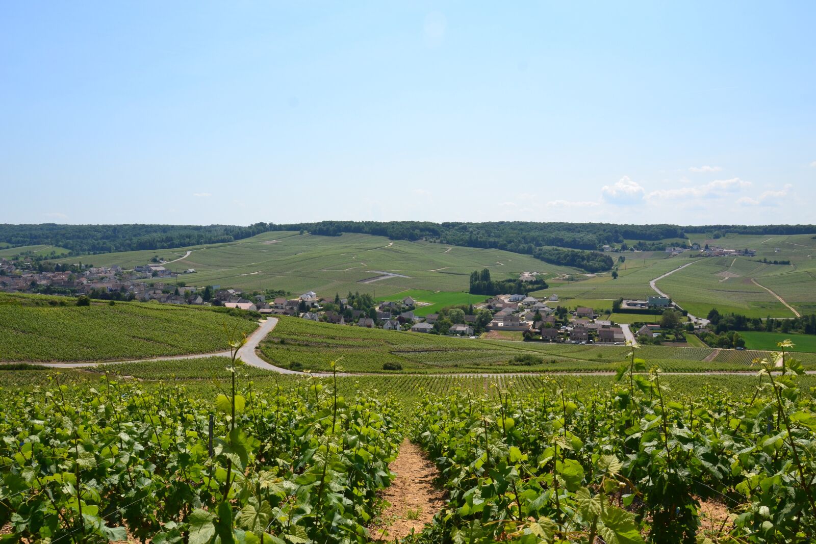 Nikon D3100 sample photo. Champagne, vine, wine photography