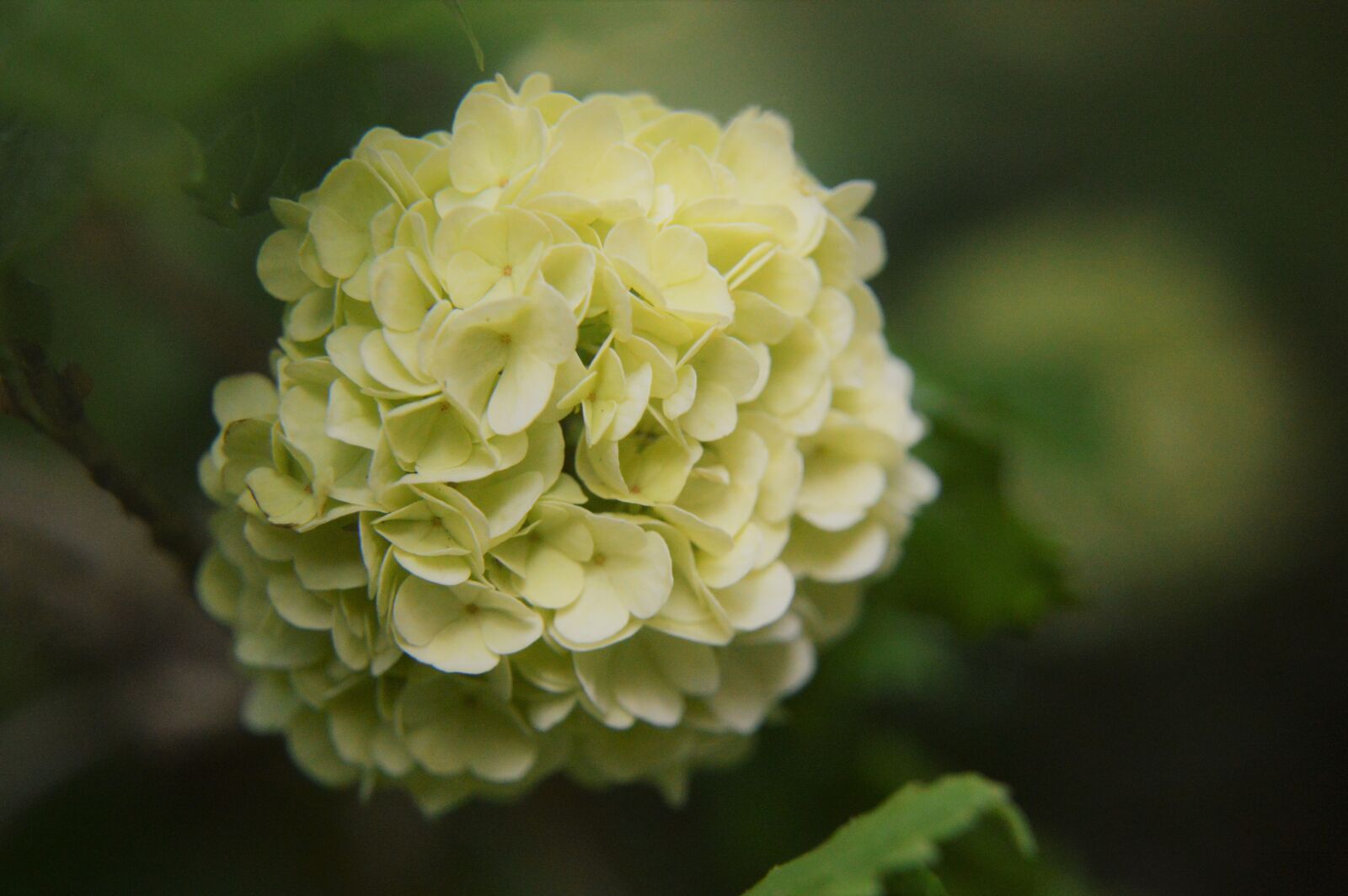 Nikon D3200 sample photo. Viburnum plicatum, japanese snowball photography