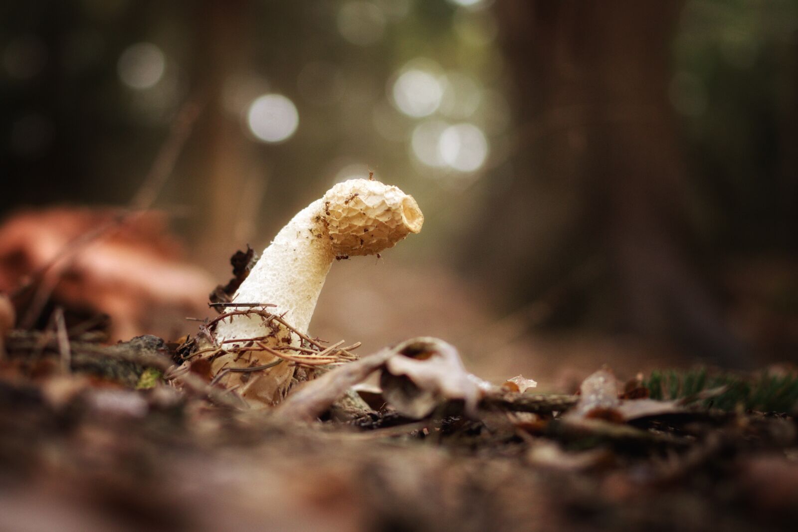 Pentax K-70 sample photo. Mushroom, stinkmorchel, morel photography