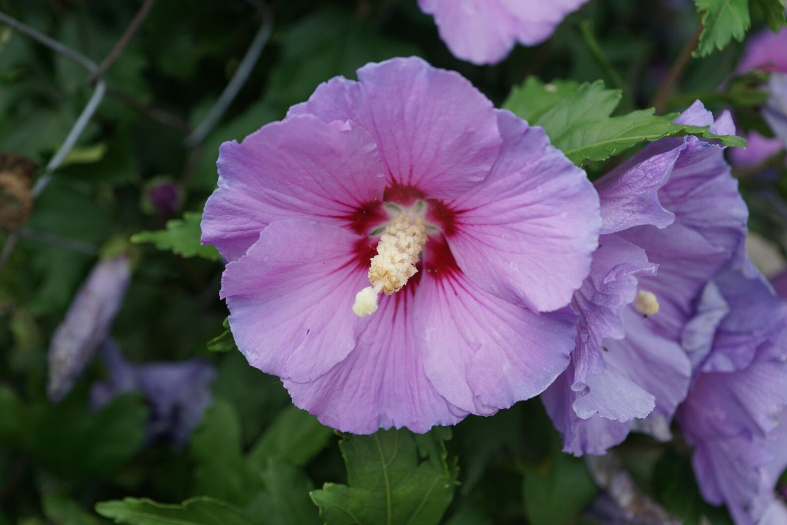 Sony DT 16-50mm F2.8 SSM sample photo. Hibiscus, flower, blossom photography