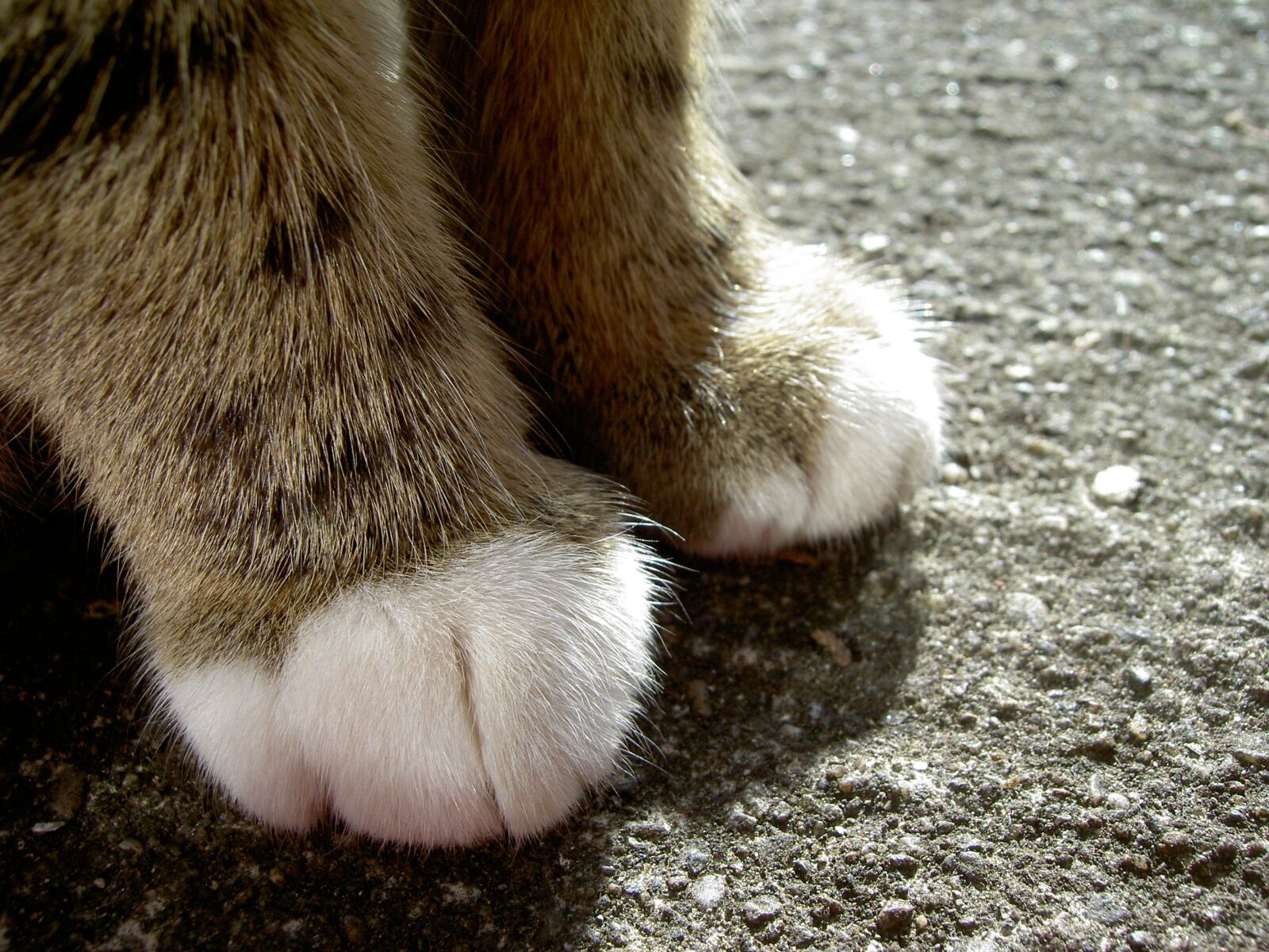 KONICA MINOLTA DIGITAL CAMERA KD-500Z sample photo. Cat, feet, foot photography