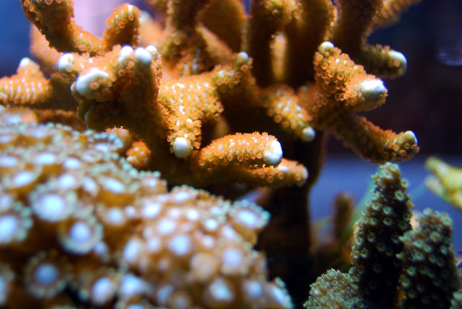 Nikon D40X sample photo. Coral, reef, seawater photography