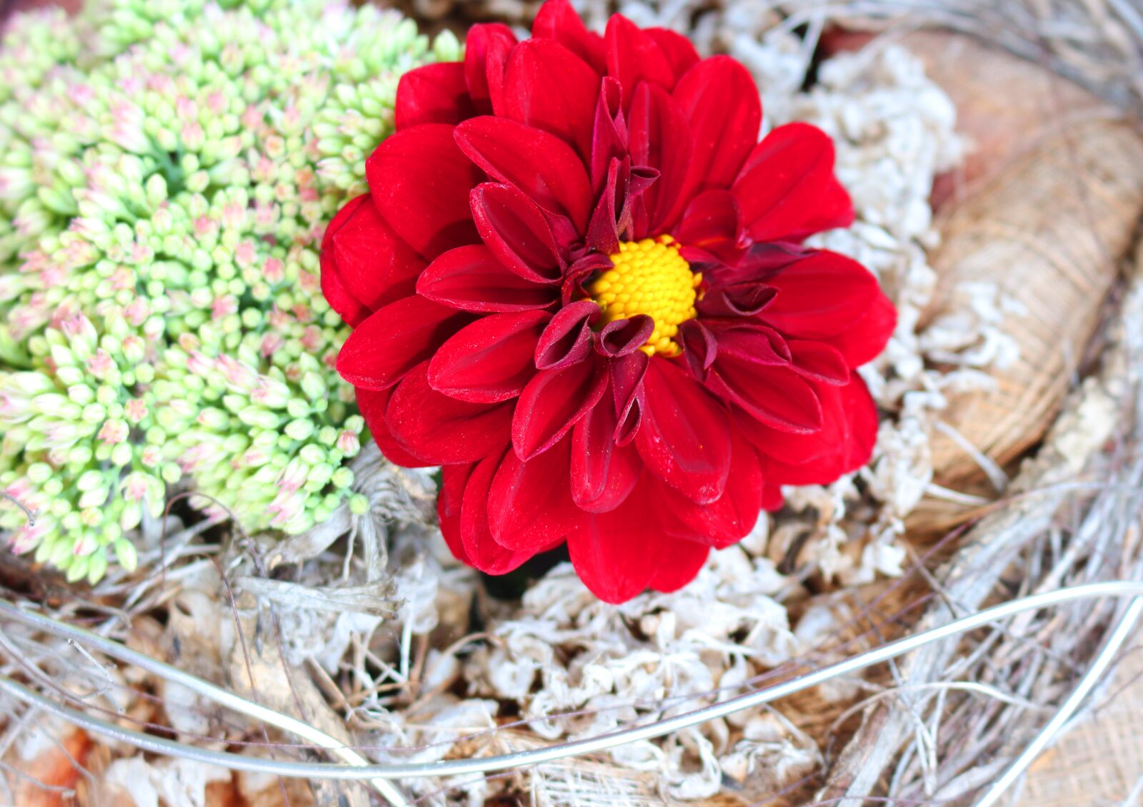 Canon EOS 700D (EOS Rebel T5i / EOS Kiss X7i) sample photo. Dahlia bright, large blooms photography