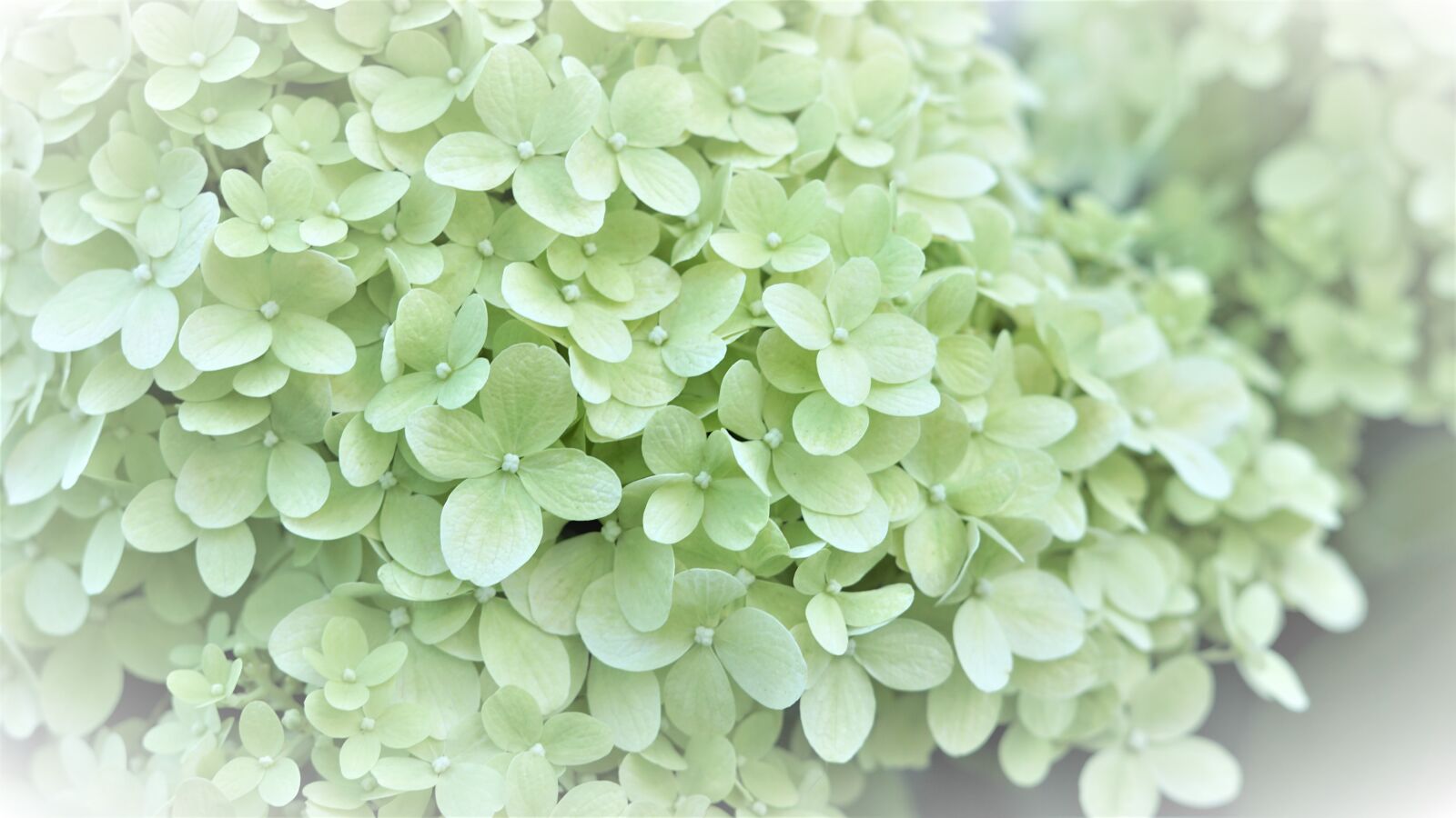 Sony FE 50mm F1.8 sample photo. Background, pattern, hydrangea photography