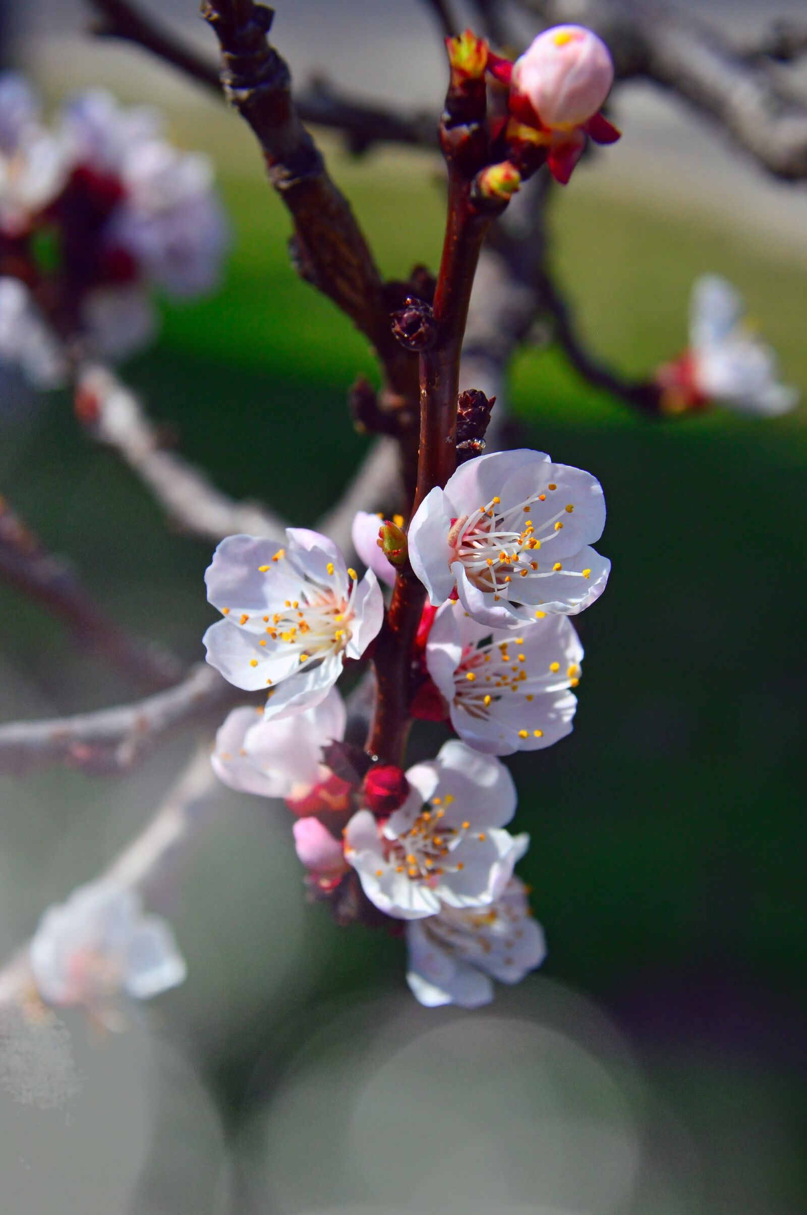 Nikon D3200 sample photo. Flower, cherry, plant photography