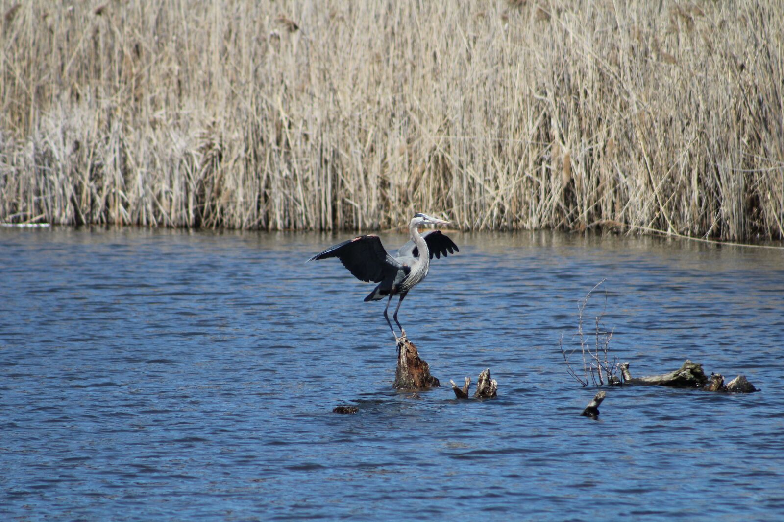 Canon EOS 1200D (EOS Rebel T5 / EOS Kiss X70 / EOS Hi) sample photo. Bird, landing, wings photography