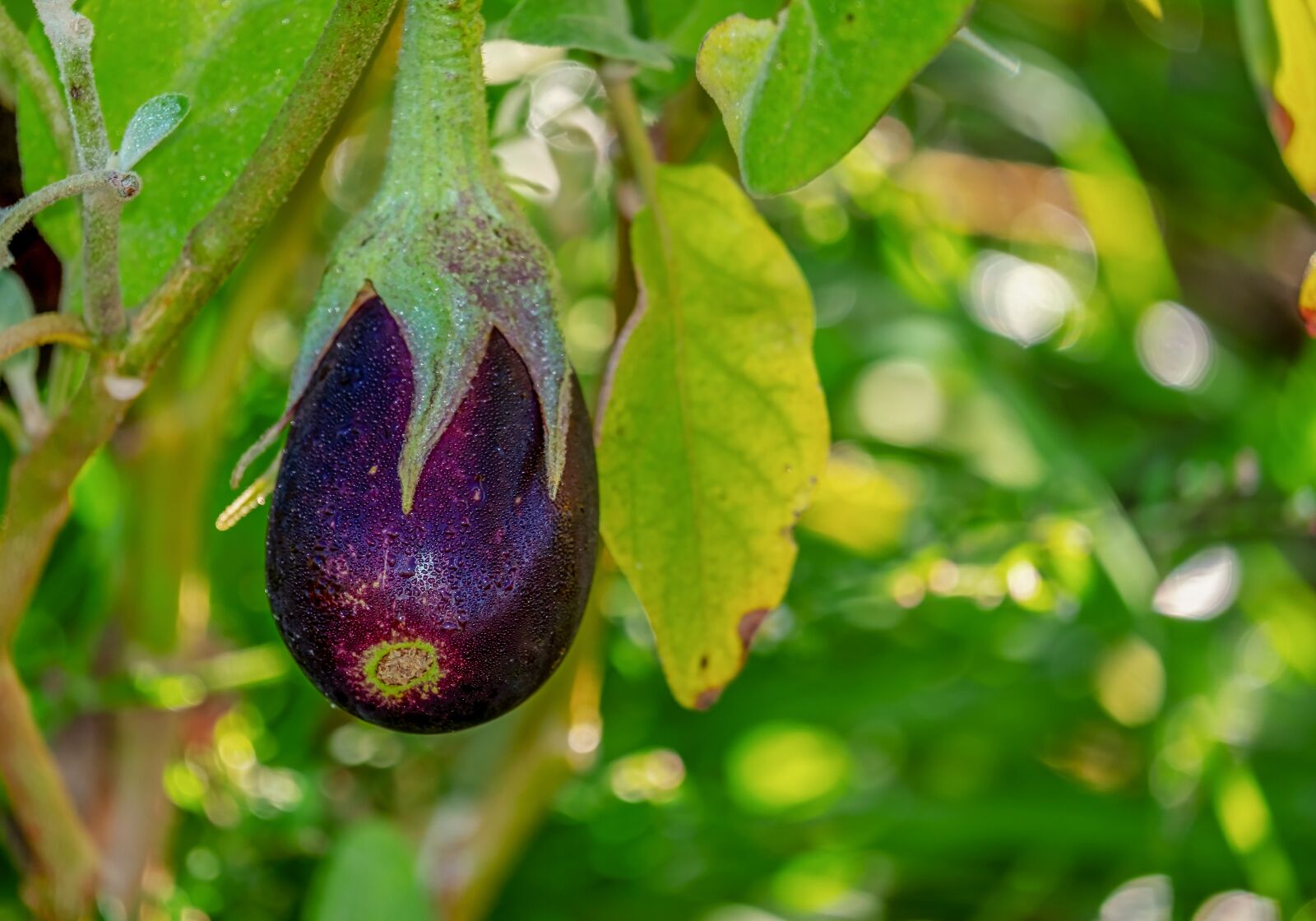 Fujifilm XF 55-200mm F3.5-4.8 R LM OIS sample photo. Eggplant, solanum melongena, field photography