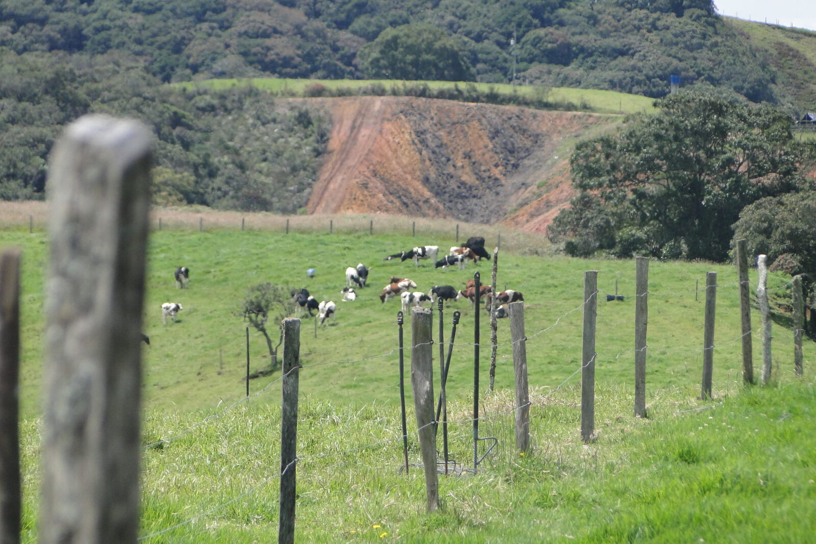 Sony Cyber-shot DSC-HX1 sample photo. Animal, cow, herd, meadow photography
