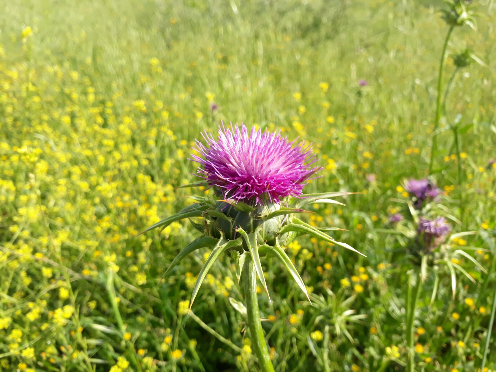 Samsung Galaxy J5 Prime sample photo. Field, flower, nature photography