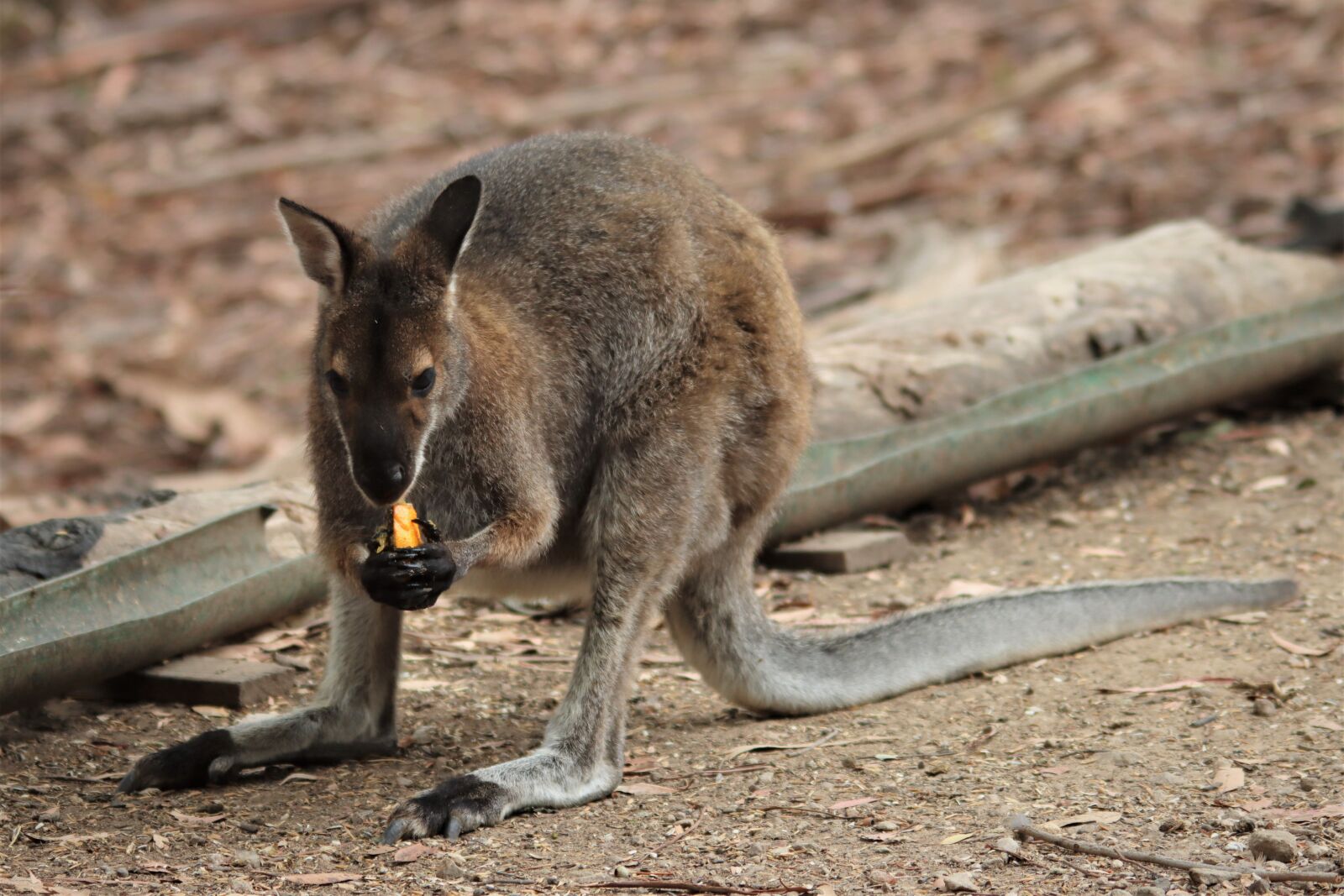 Canon EOS 90D sample photo. Tail, eating, orange photography