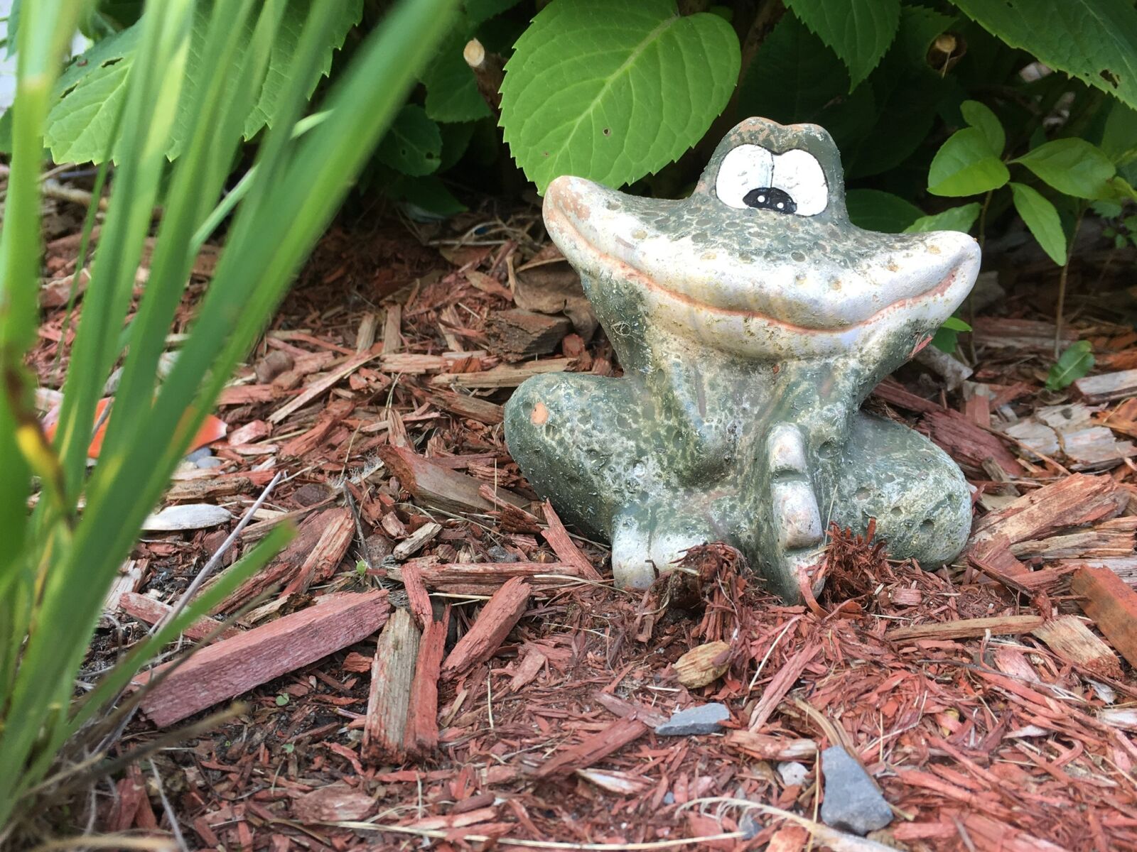 Apple iPhone 6s sample photo. Frog, plants, nature photography
