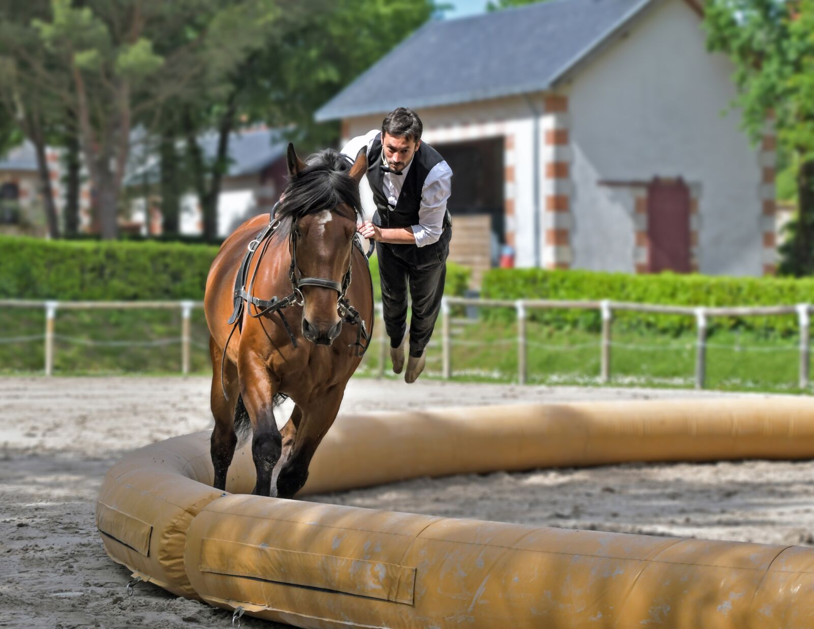 Nikon D500 sample photo. Horse, aerobatics, man photography