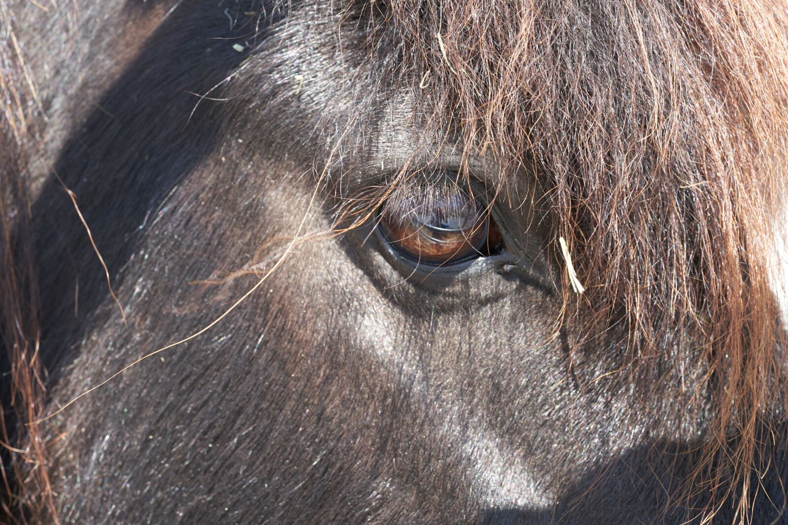 Sony FE 90mm F2.8 Macro G OSS sample photo. Pony, horse, eye photography