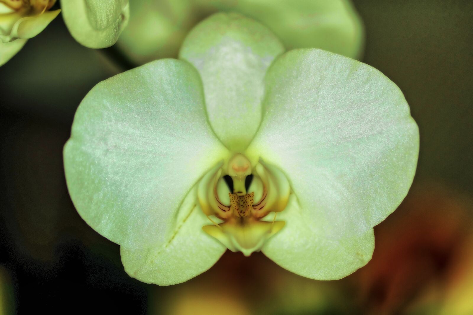 Nikon D5300 sample photo. Orchid, room flower, flower photography