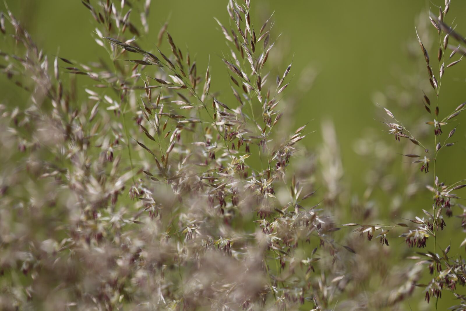 Canon EF 100-400mm F4.5-5.6L IS USM sample photo. Meadow, grass, nature photography