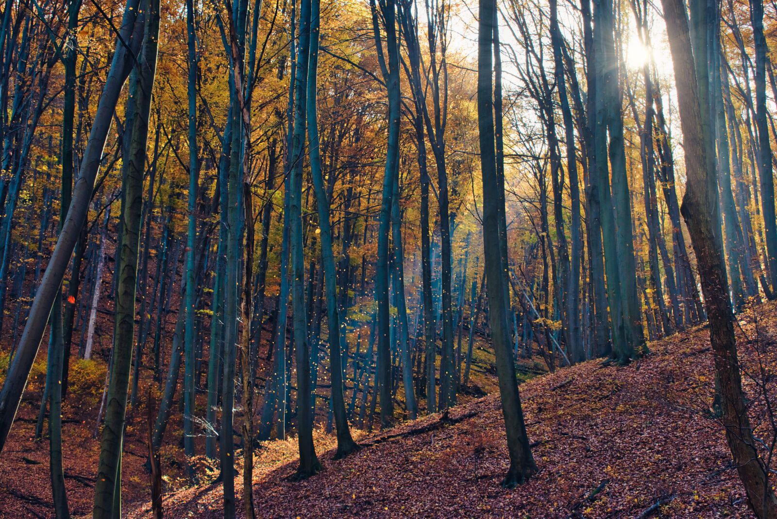 Nikon D5600 sample photo. Autumn, forest, nature photography
