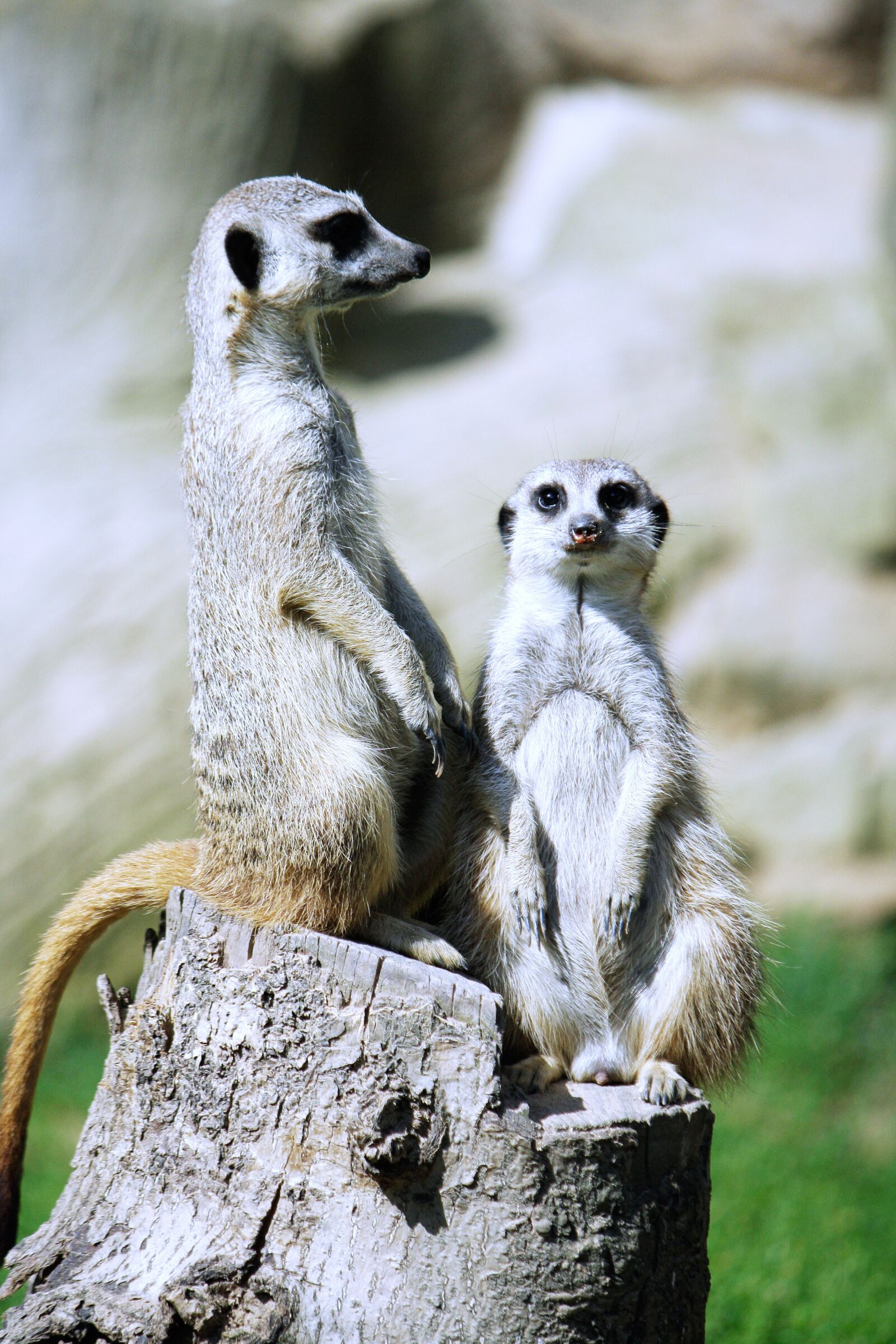 Canon EOS 1000D (EOS Digital Rebel XS / EOS Kiss F) sample photo. Meerkat, suricata suricatta, meercat photography