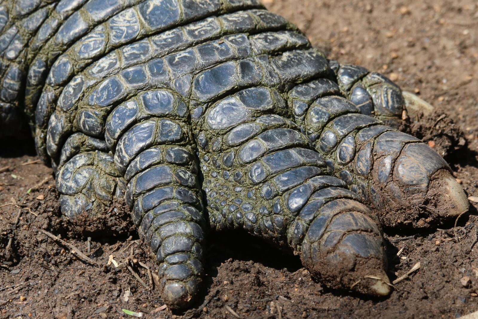 Canon EOS 7D Mark II sample photo. Animal, crocodile, dangerous, foot photography