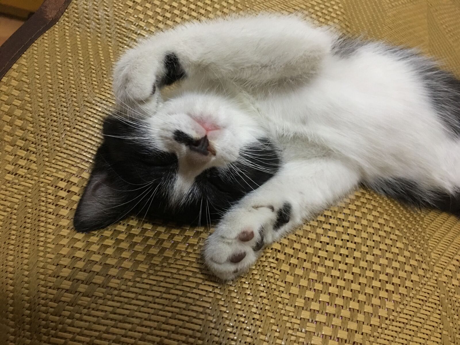 iPhone 6s Plus back camera 4.15mm f/2.2 sample photo. Kitty, sleep, cute photography