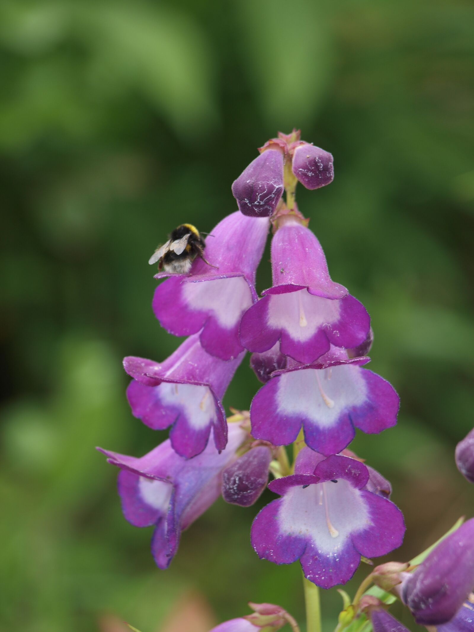 Olympus E-520 (EVOLT E-520) sample photo. Foxglove, bee, digitalis photography