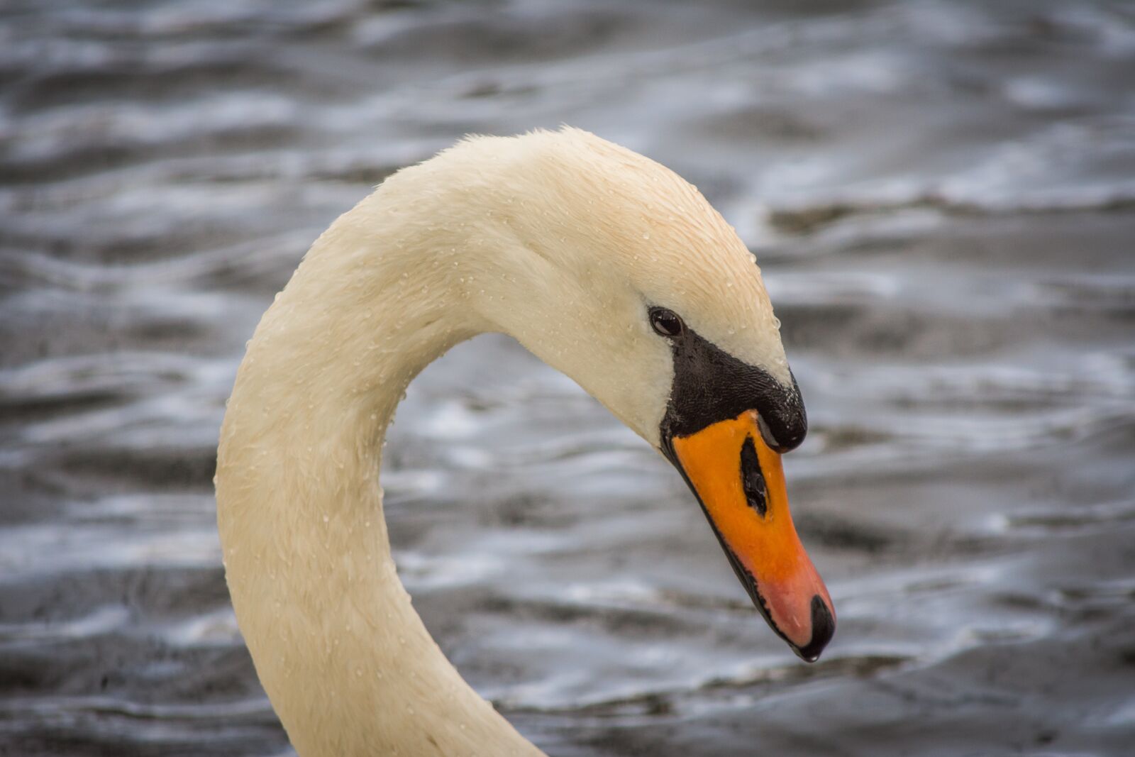 Nikon D7200 sample photo. Swan, bird, waters photography