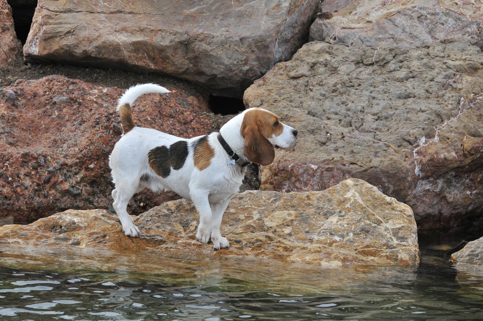 Nikon D300 sample photo. Dog, animals, pets photography