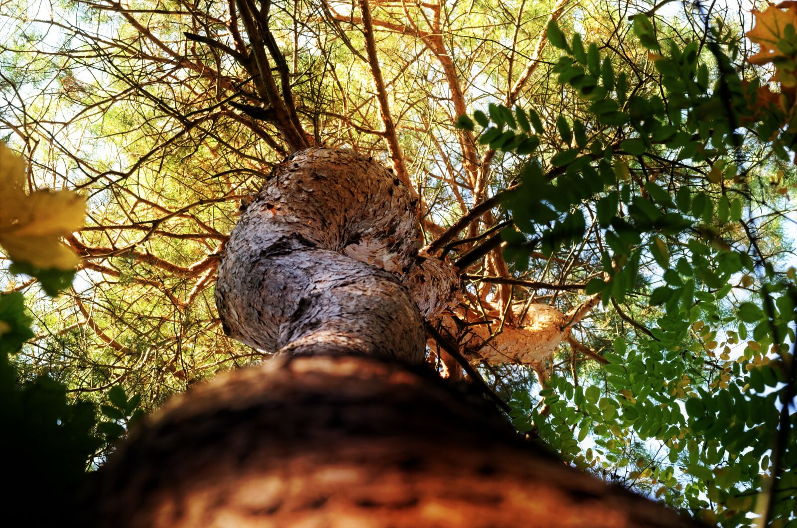 Nikon D5100 sample photo. Tree, forest, leaves photography