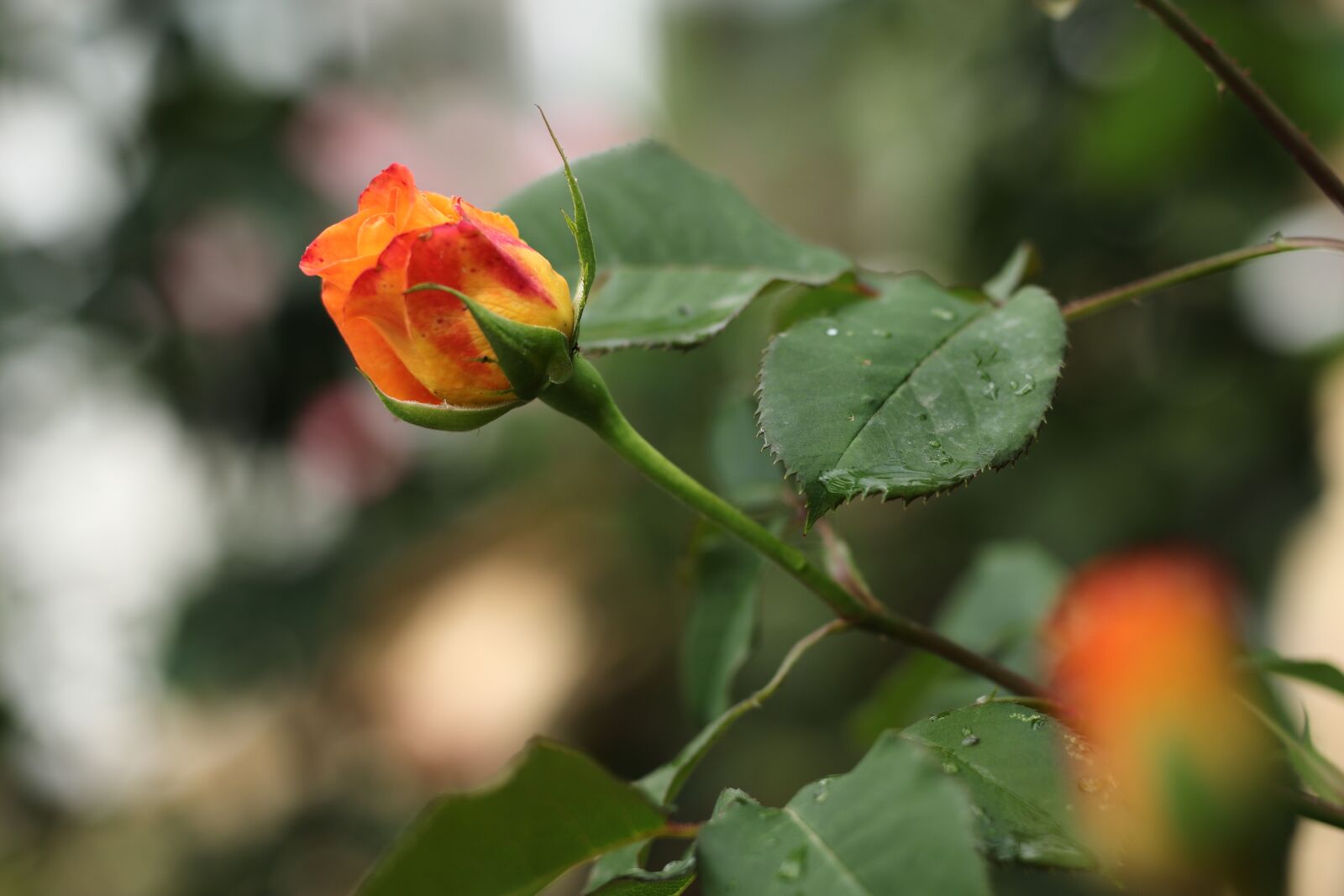 Canon EOS 77D (EOS 9000D / EOS 770D) sample photo. Rose, garden, flower photography
