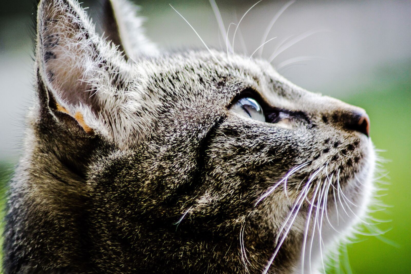 Canon EOS 500D (EOS Rebel T1i / EOS Kiss X3) sample photo. Cat, animal, pet photography