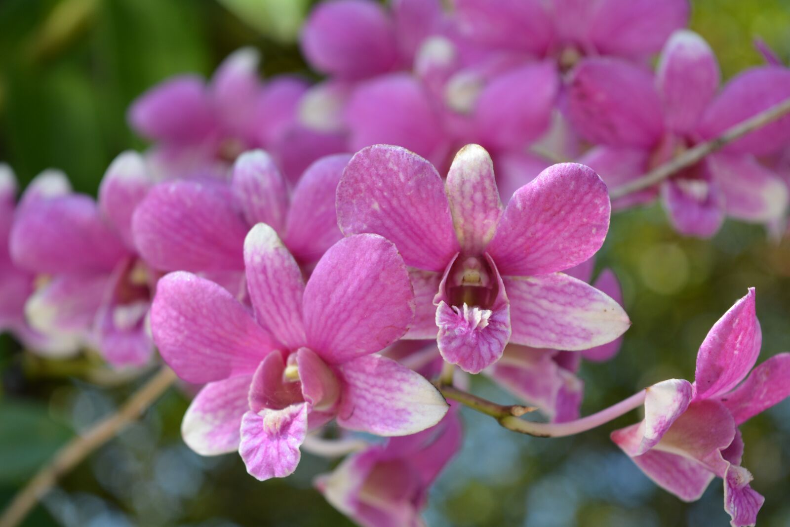 Nikon D7100 sample photo. Flowers, pink, thai orchid photography