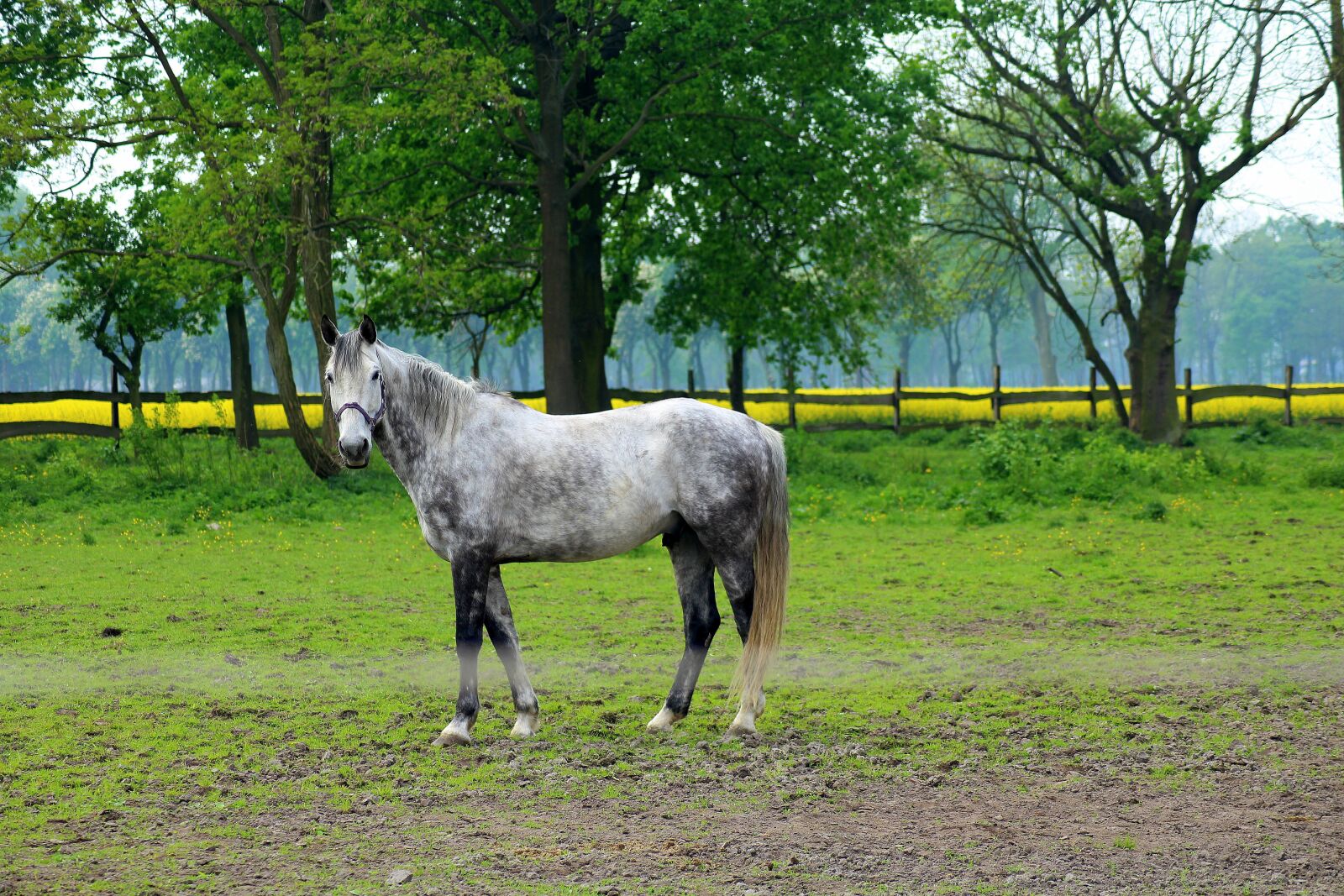 Canon EOS 1200D (EOS Rebel T5 / EOS Kiss X70 / EOS Hi) sample photo. The horse, animal, catwalk photography