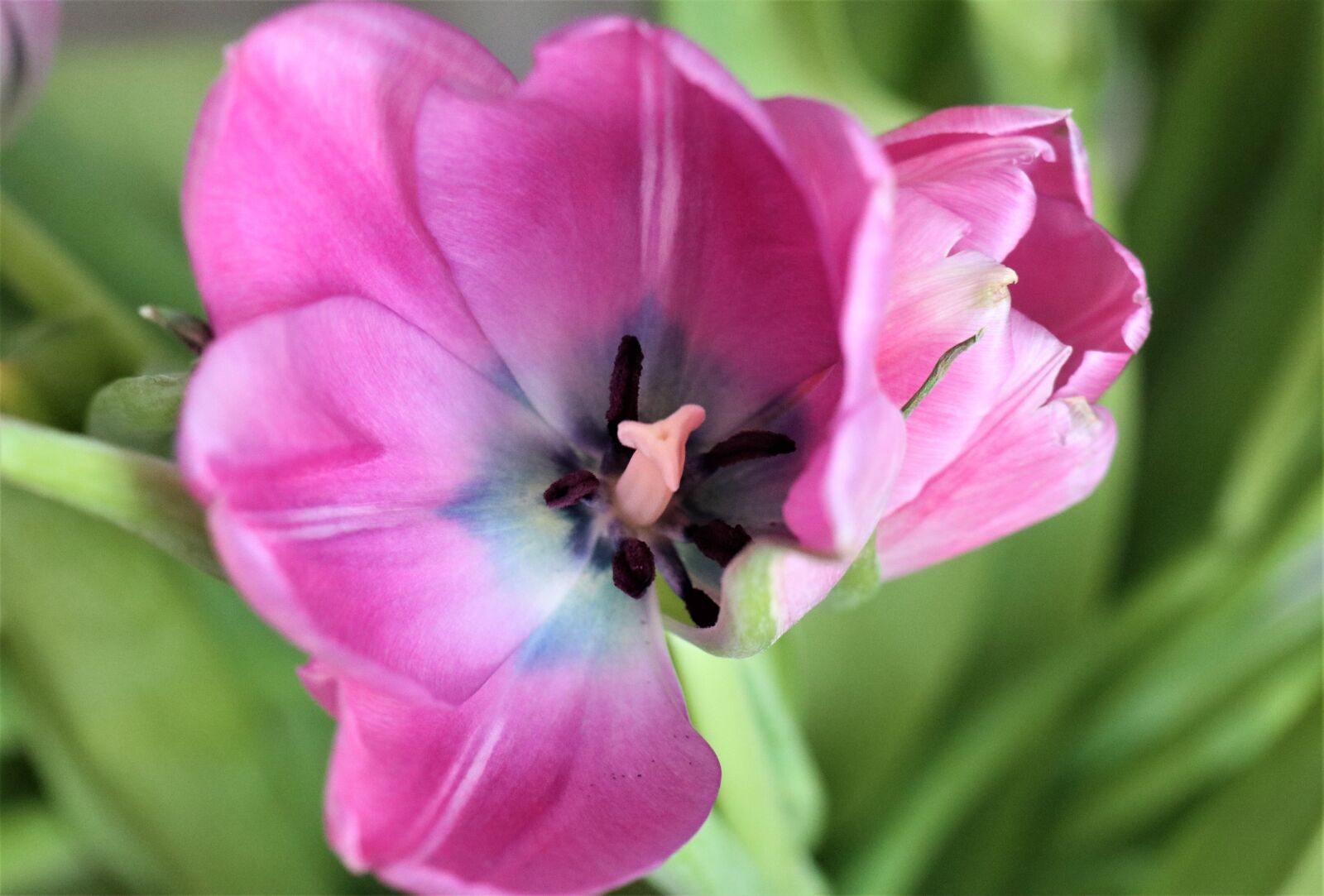 Canon EOS M6 sample photo. Spring, flower, tulip photography