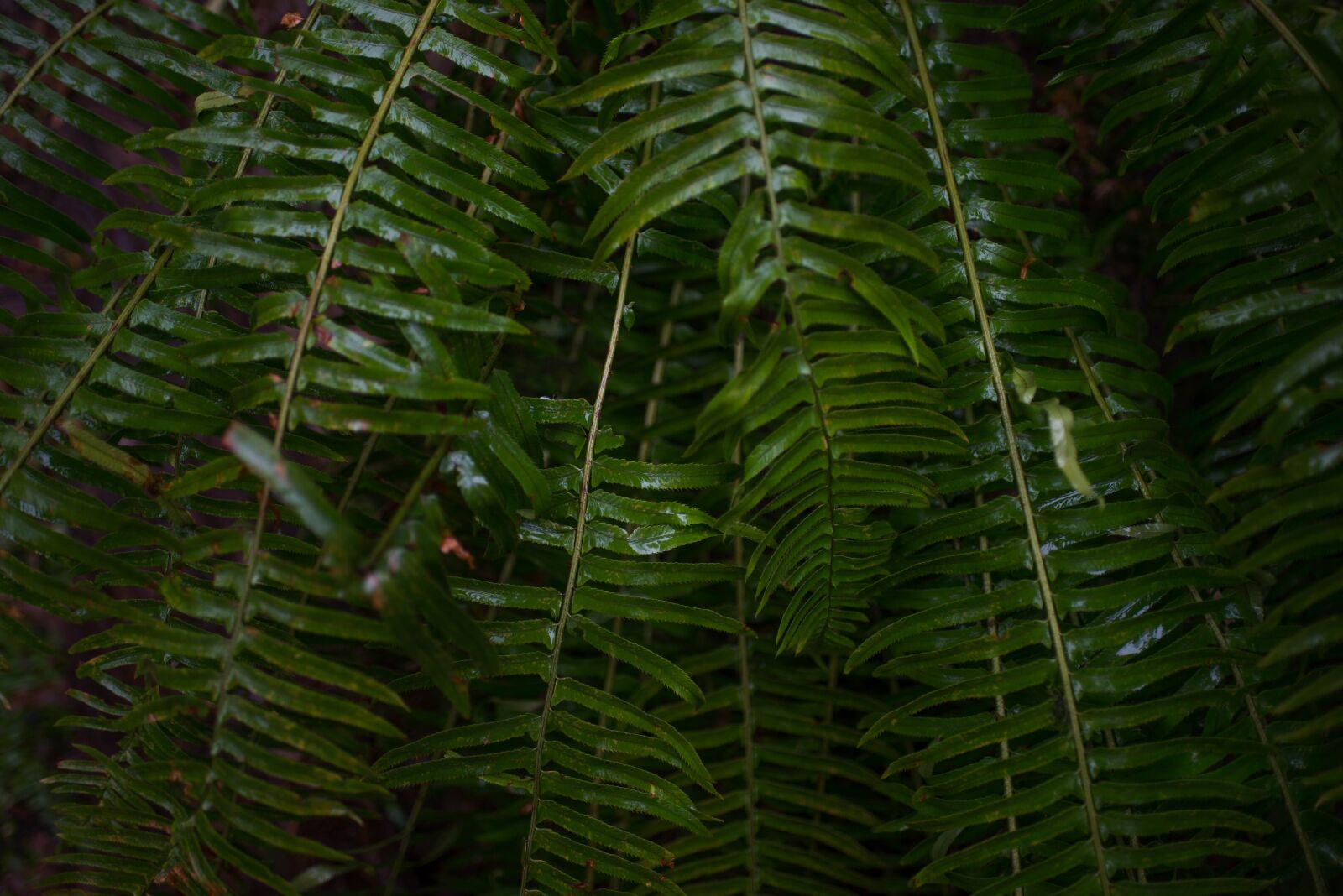 Nikon D610 sample photo. Ferns, green, greenery photography