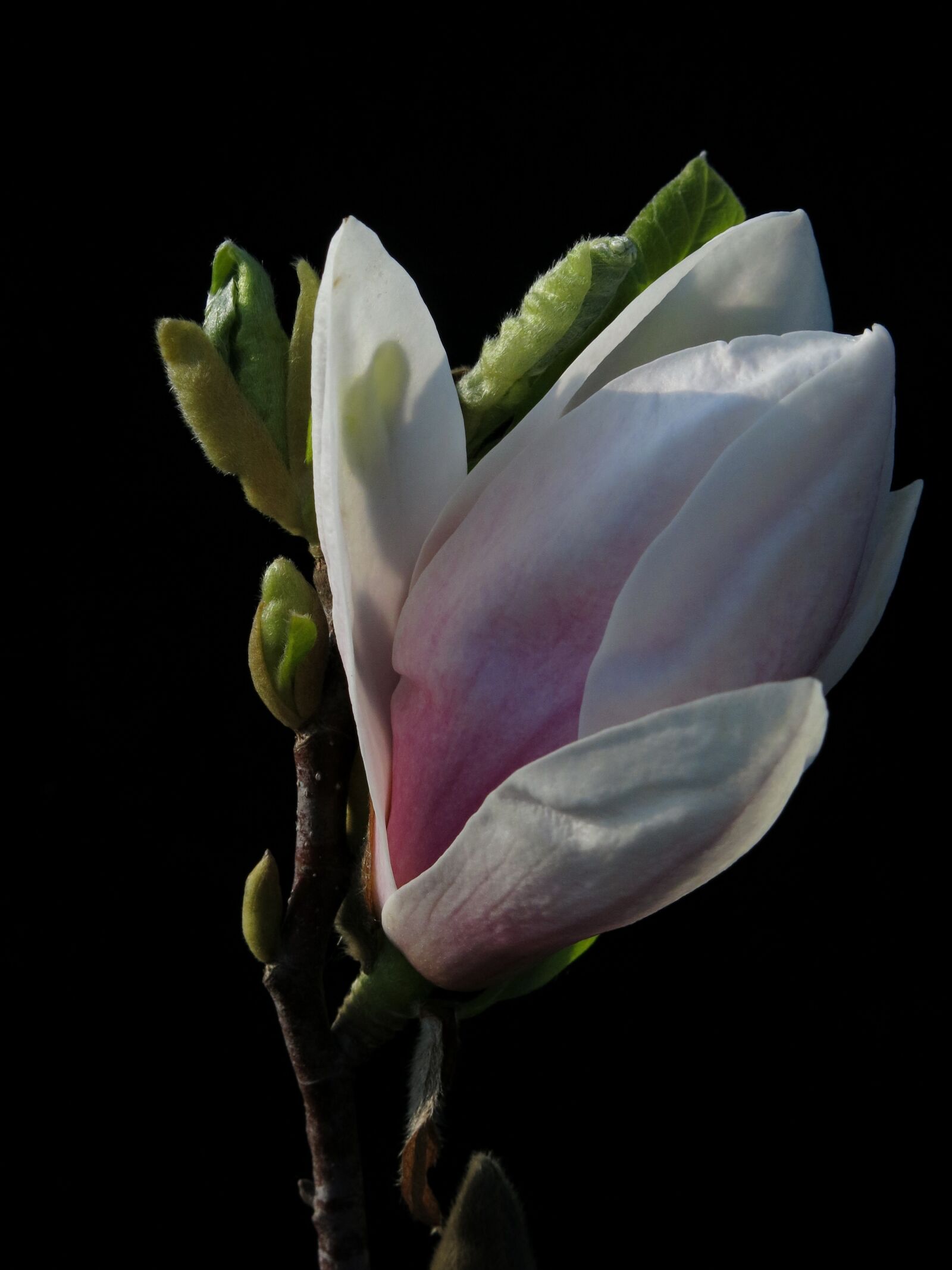 Canon PowerShot G15 sample photo. Magnolia, xsoulangeana, flower photography