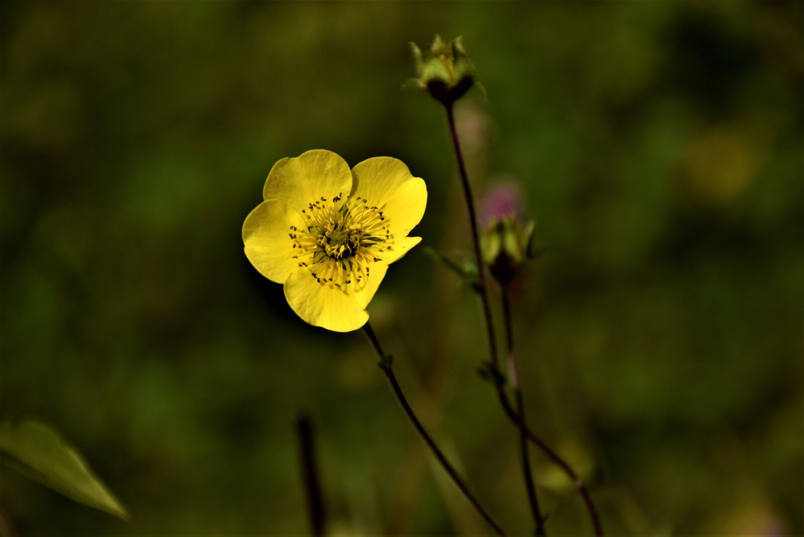 Nikon D5600 sample photo. Kumrat, pakistan, dir photography