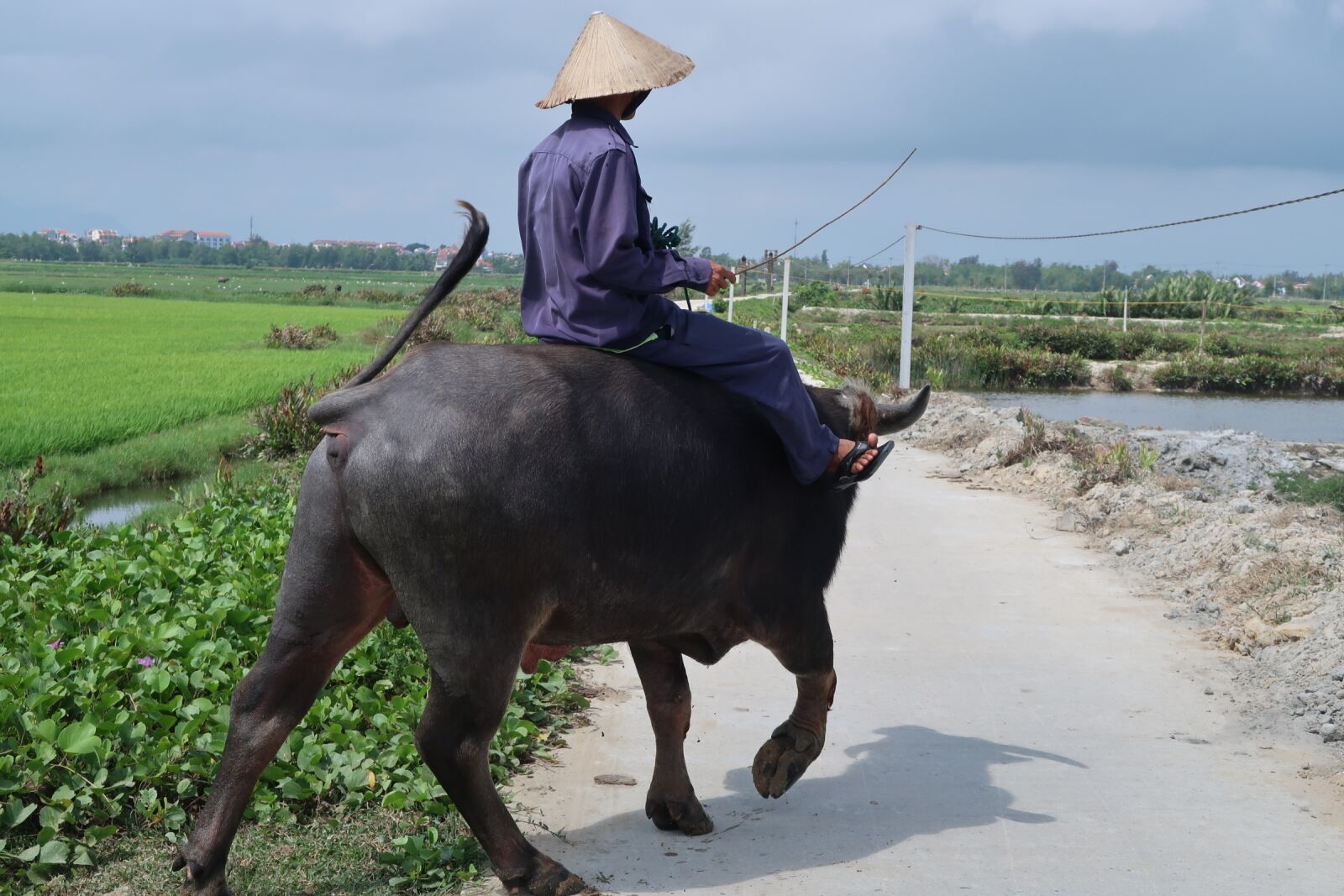 Canon PowerShot G7 X Mark II sample photo. Cattle, mammal, vietnam photography