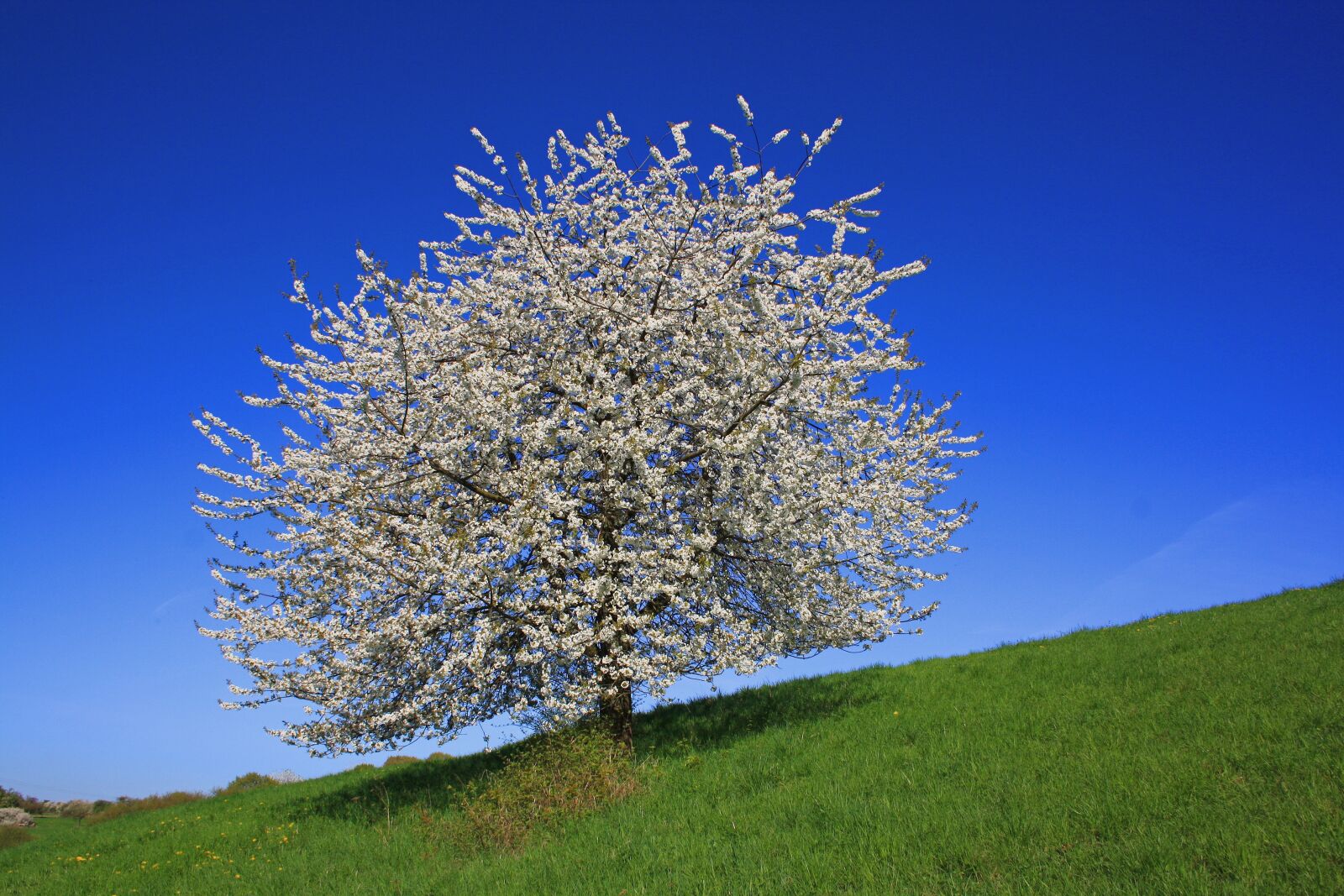 Canon EOS 1000D (EOS Digital Rebel XS / EOS Kiss F) sample photo. Tree, nature, landscape photography