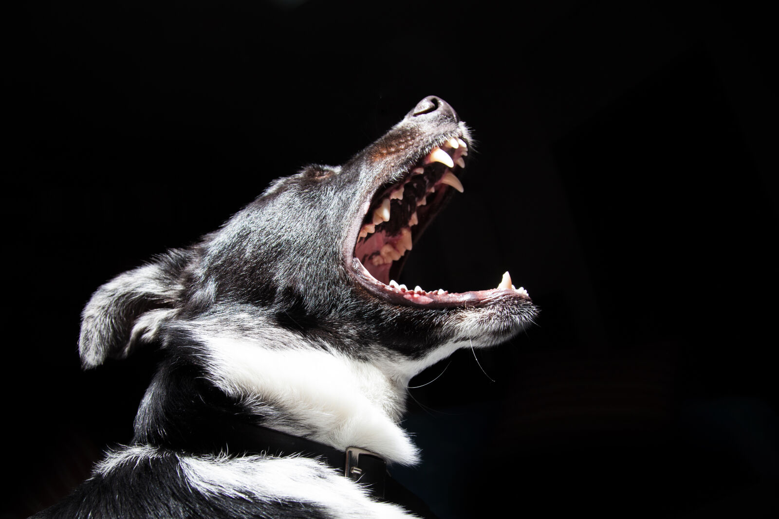 Canon EF 24-105mm F4L IS USM sample photo. Animal, dog, pet, dangerous photography